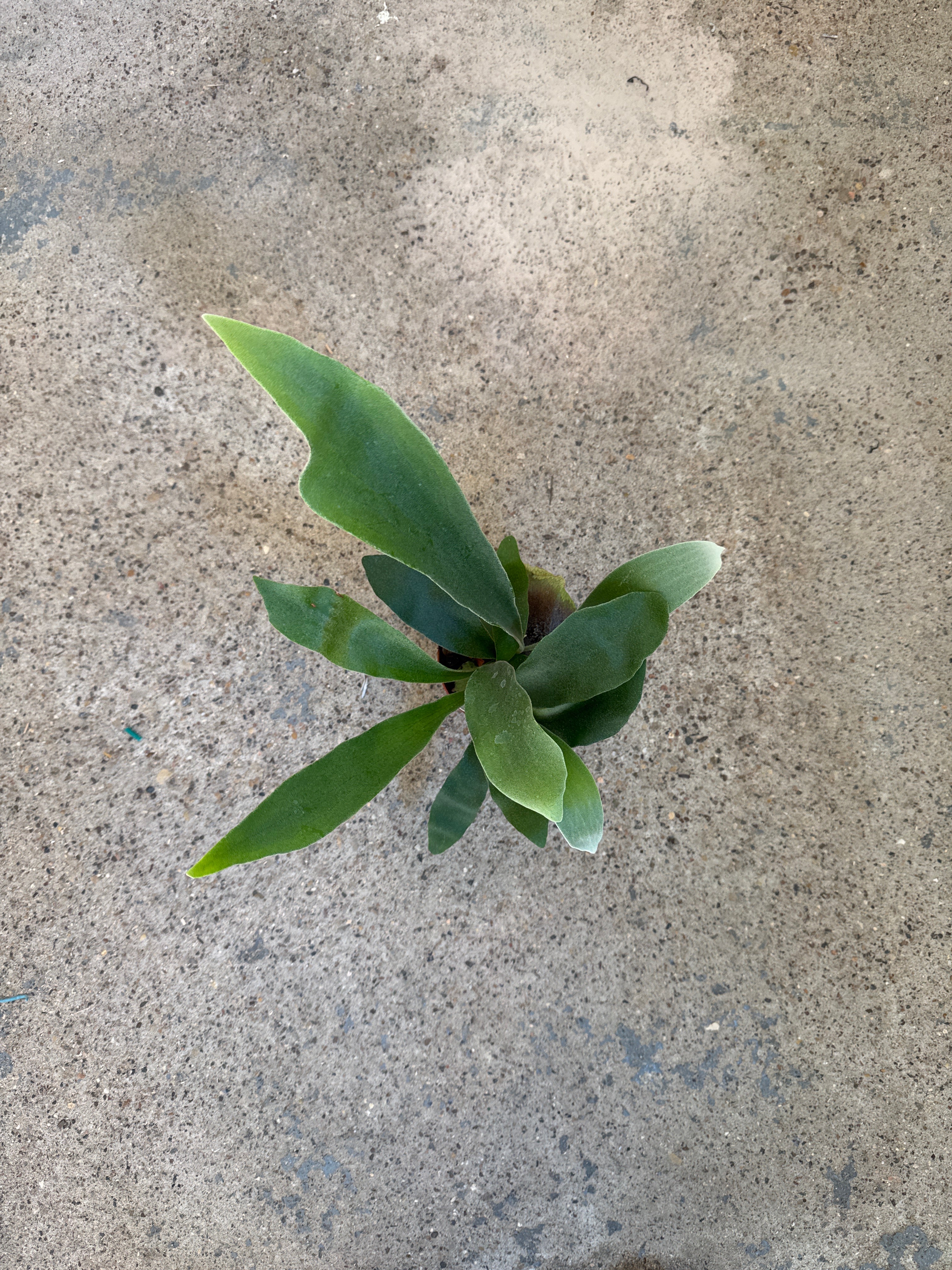 Staghorn Fern