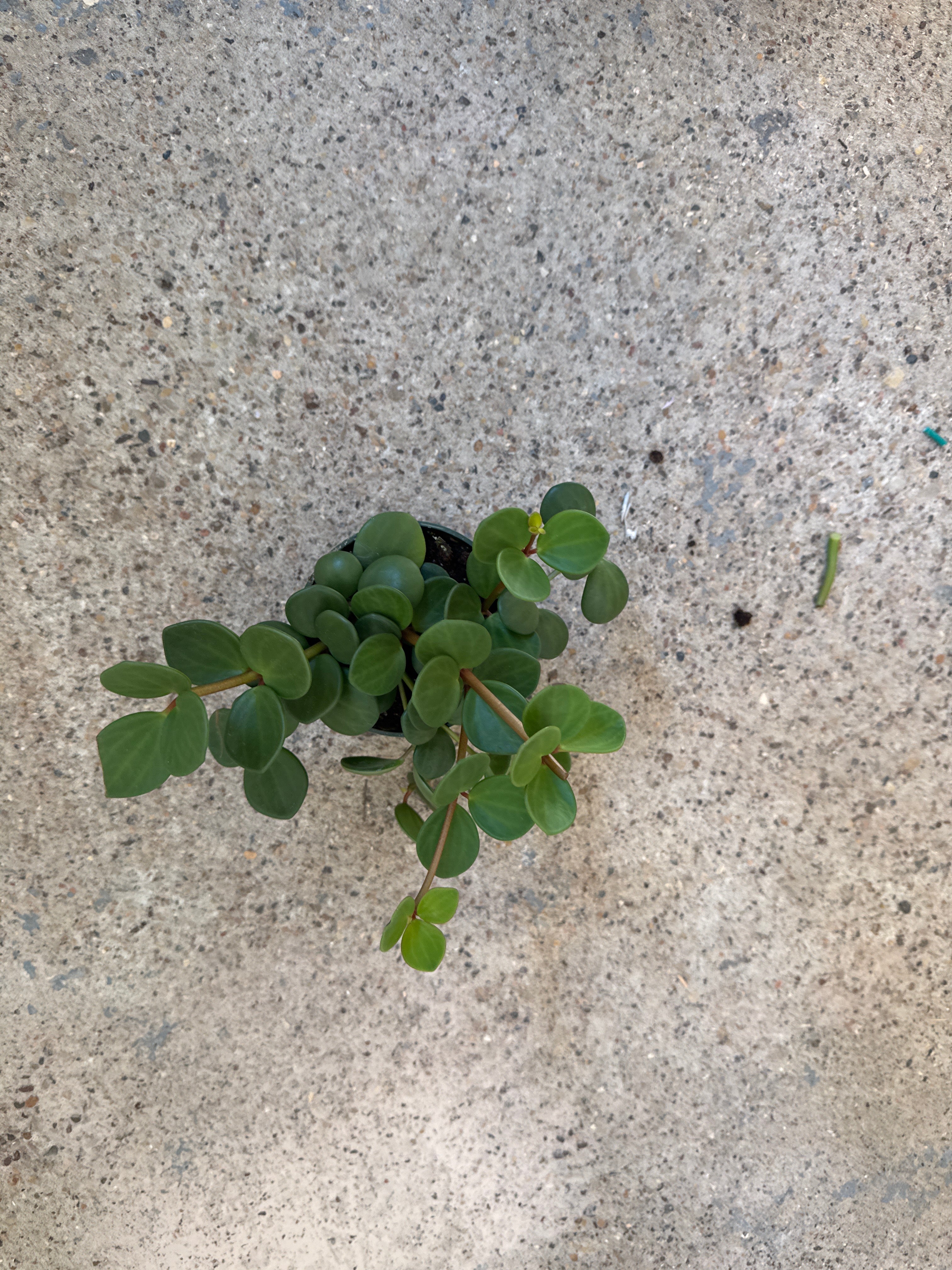 Peperomia 'Hope'
