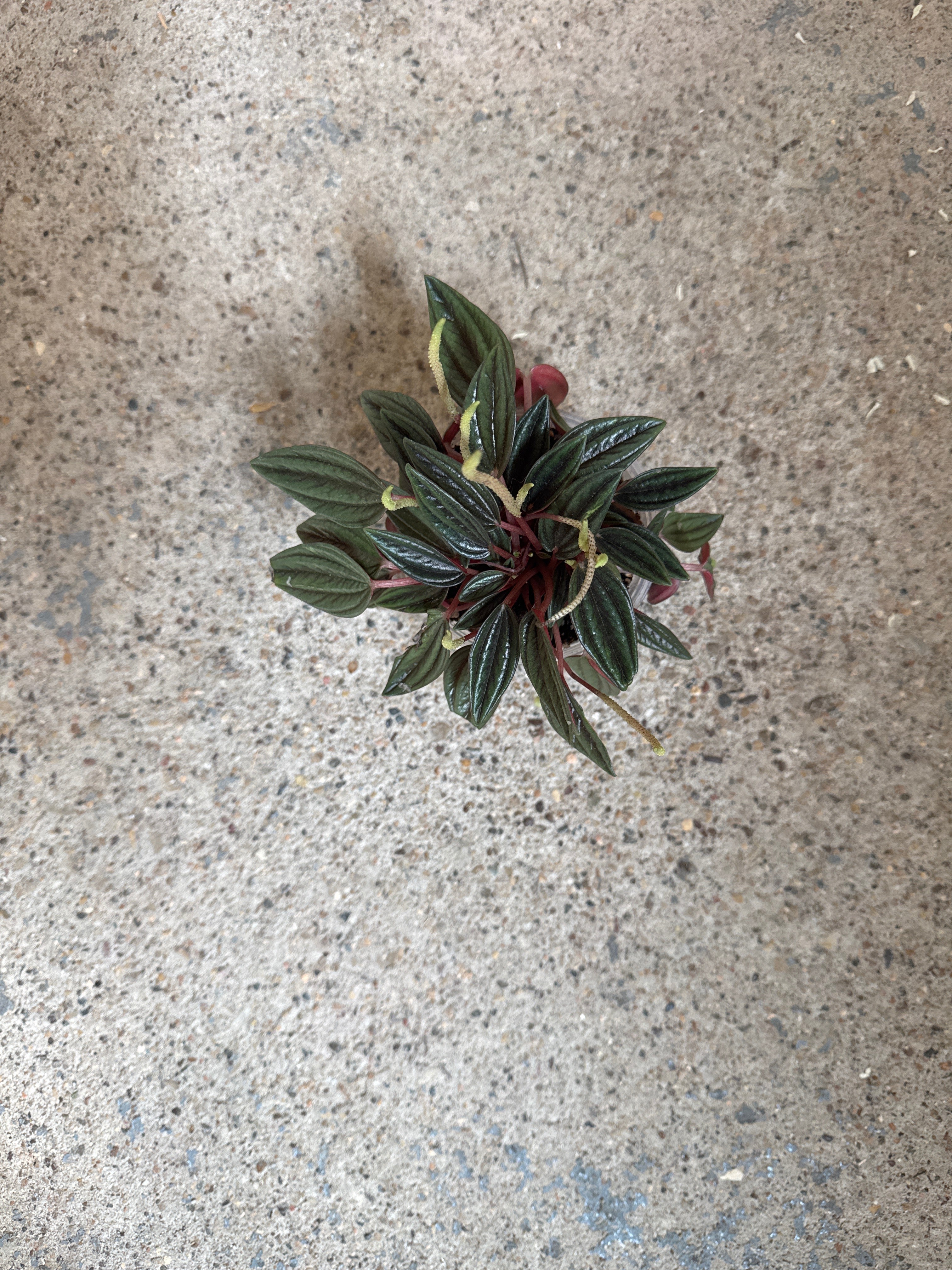 Peperomia rosso