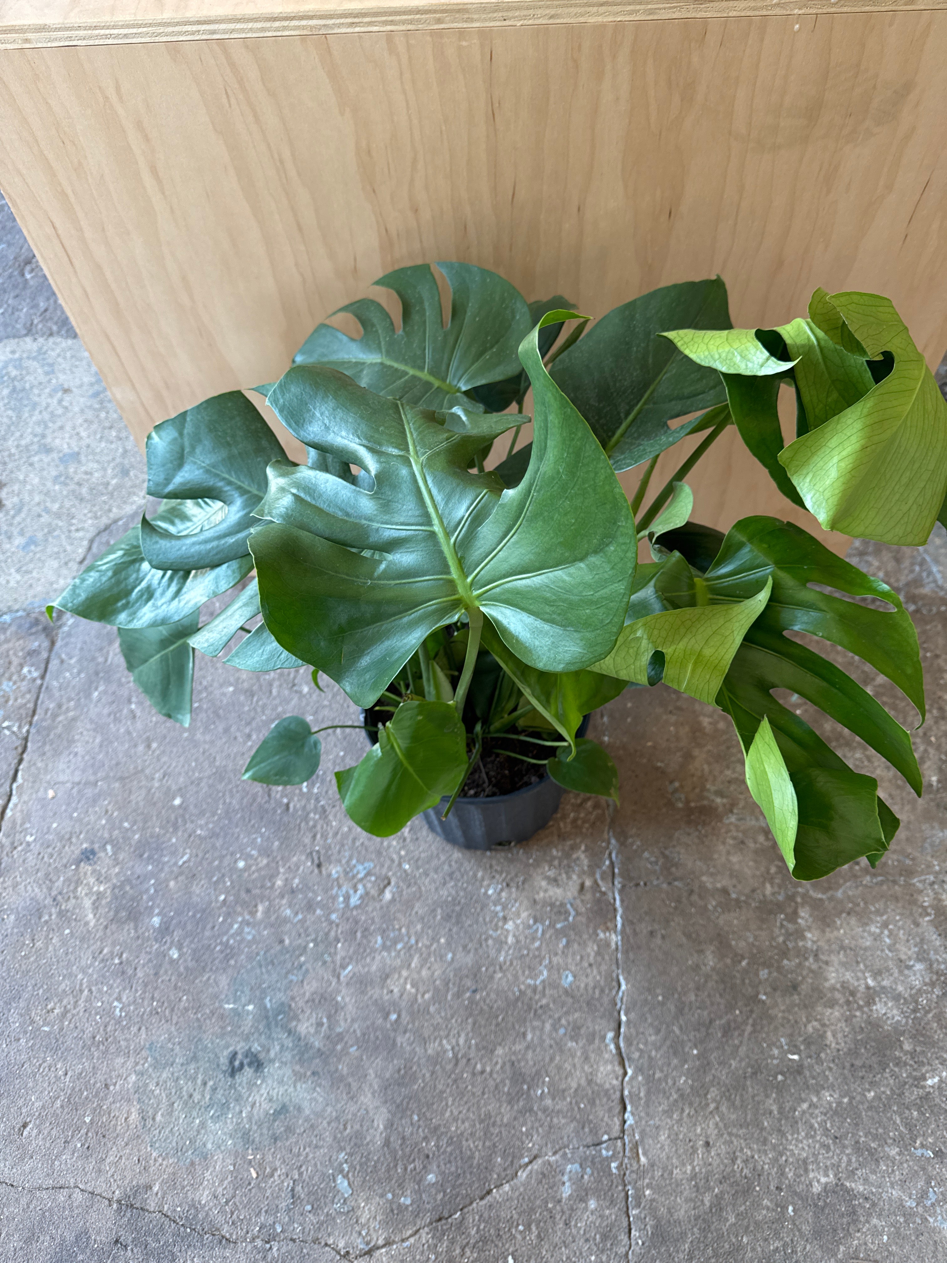 Philodendron 'Monstera'