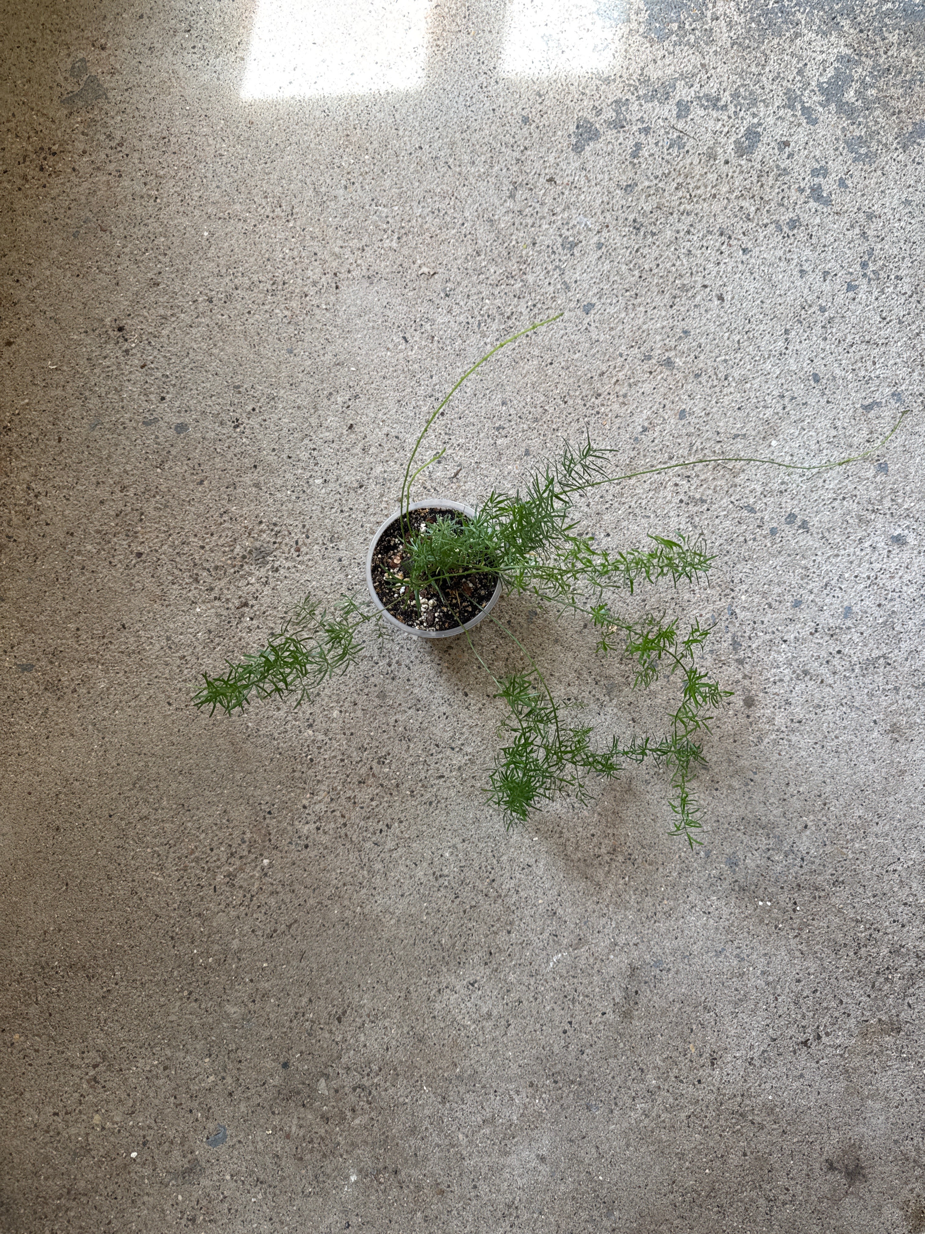 Fern asparagus