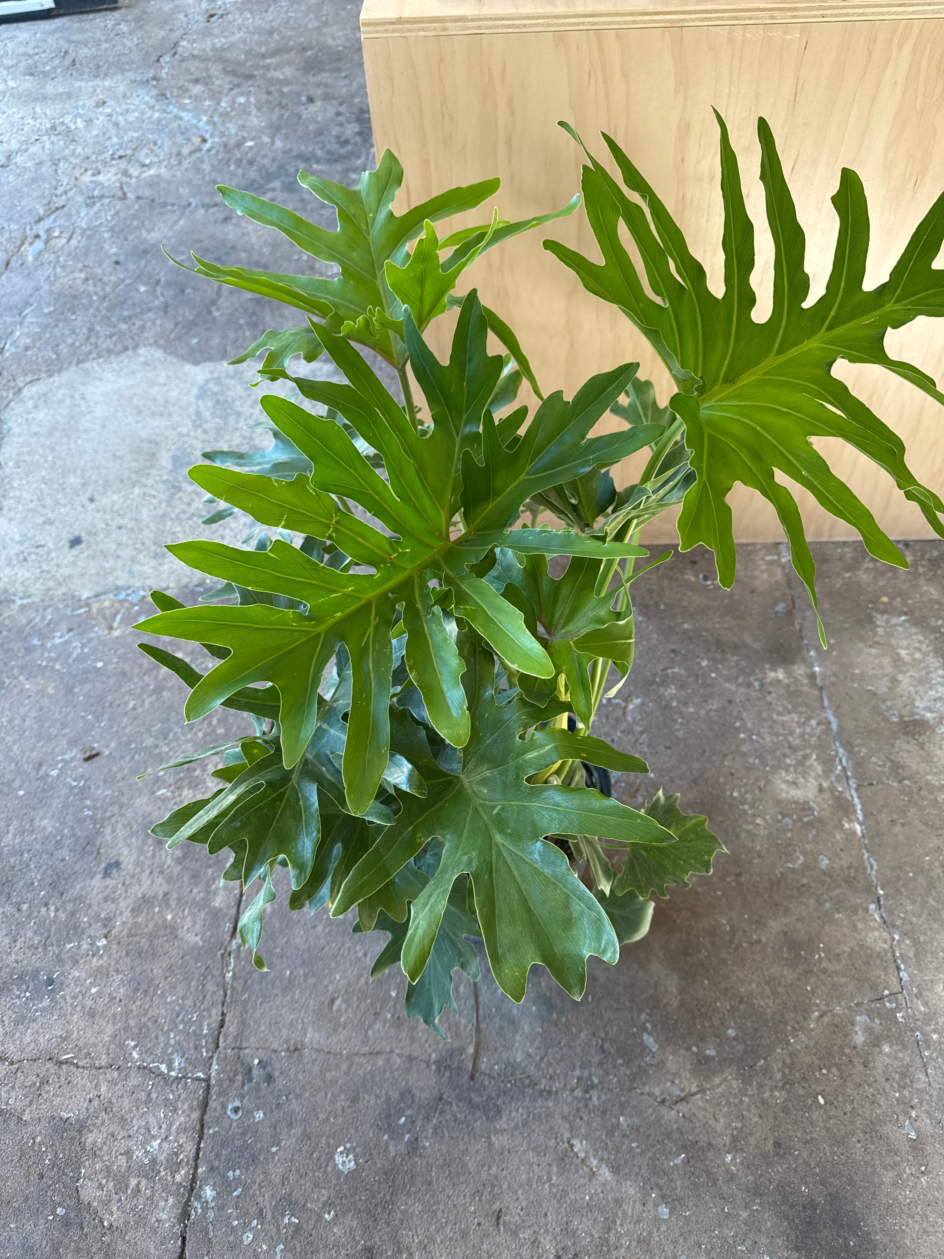 Philodendron 'Hope'