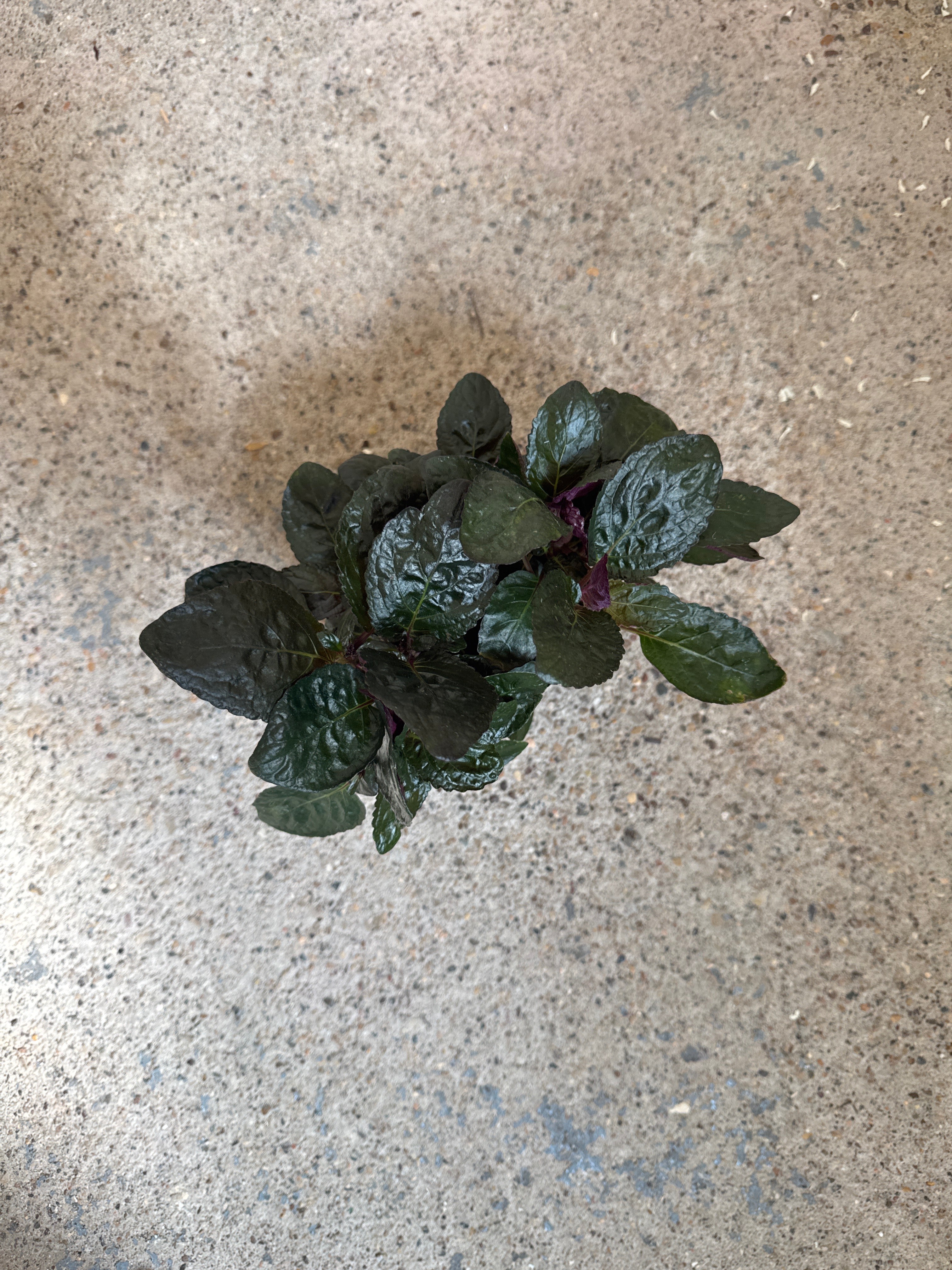 Hemigraphis alternata 'Waffle' variegated
