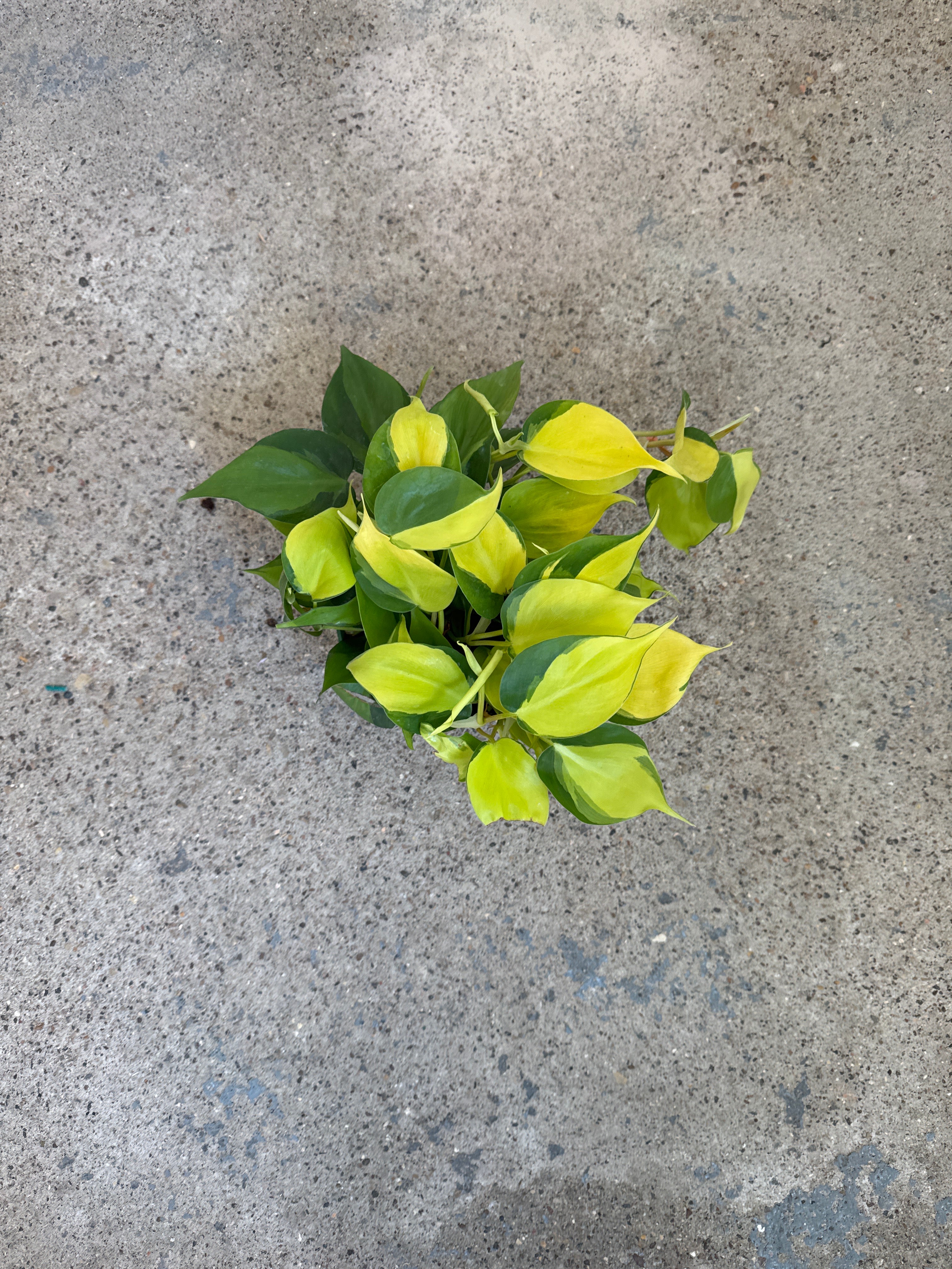 Philodendron 'Brasil'