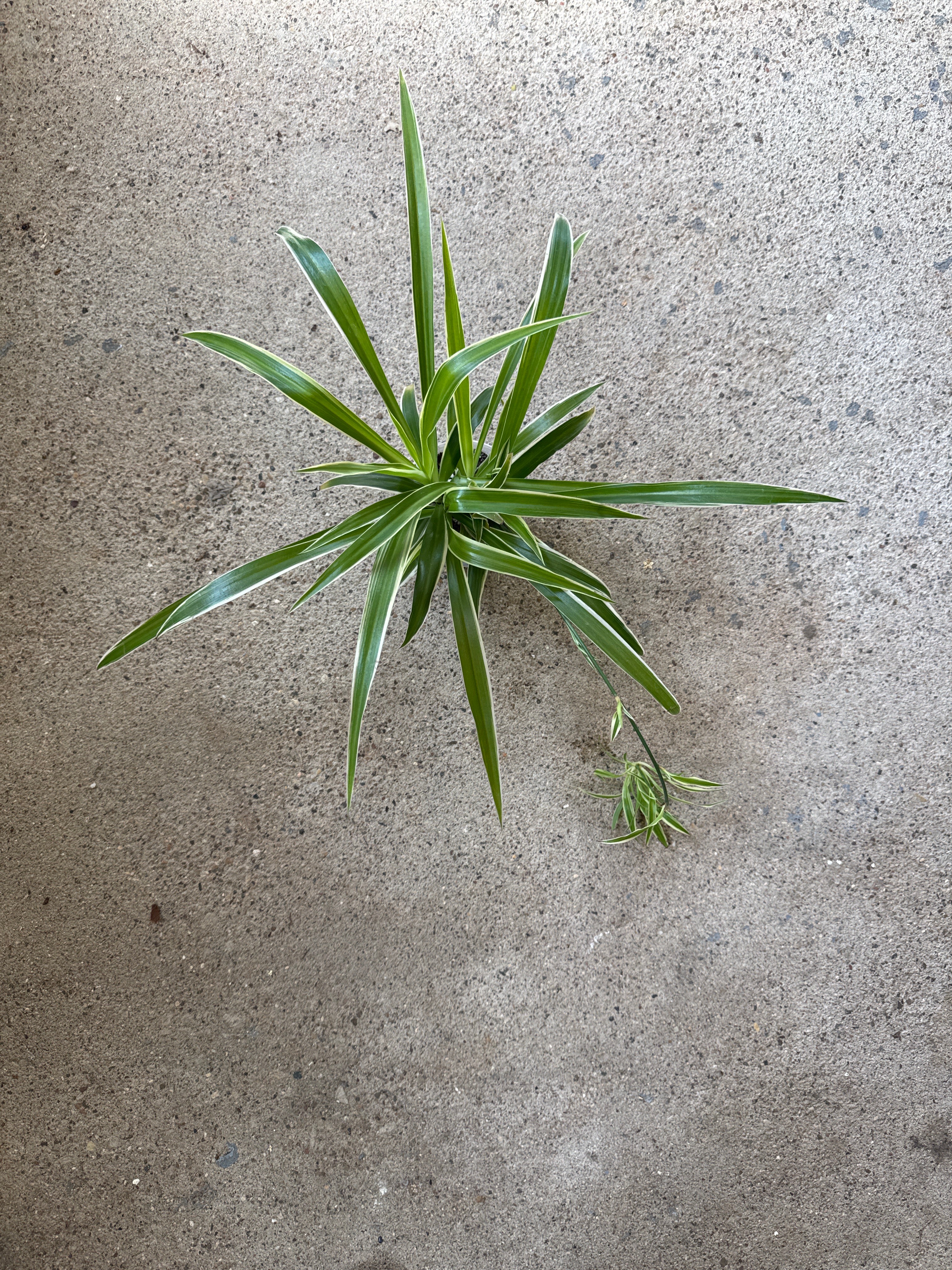Reverse Spider Plant