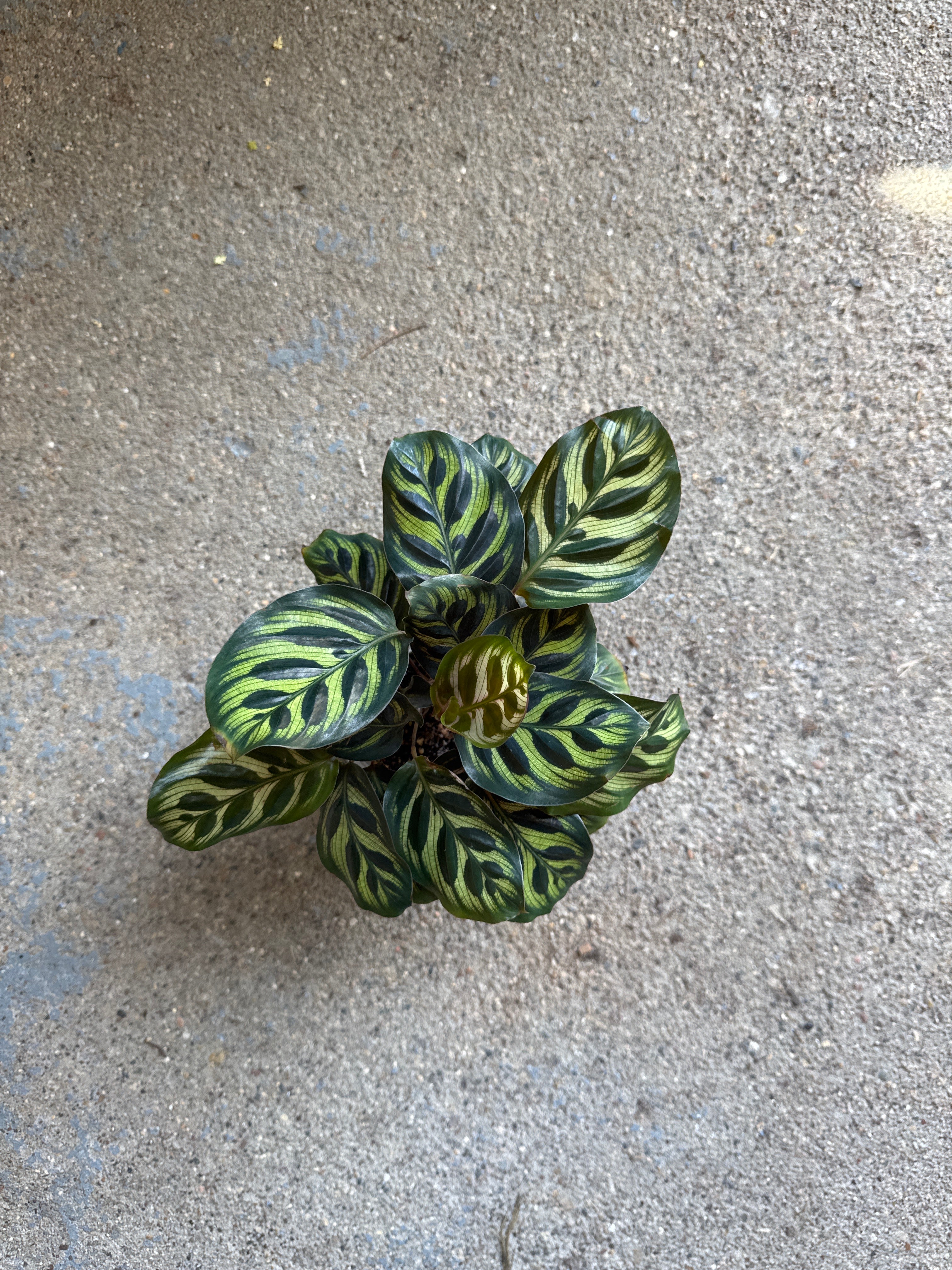 Calathea ‘Peacock’