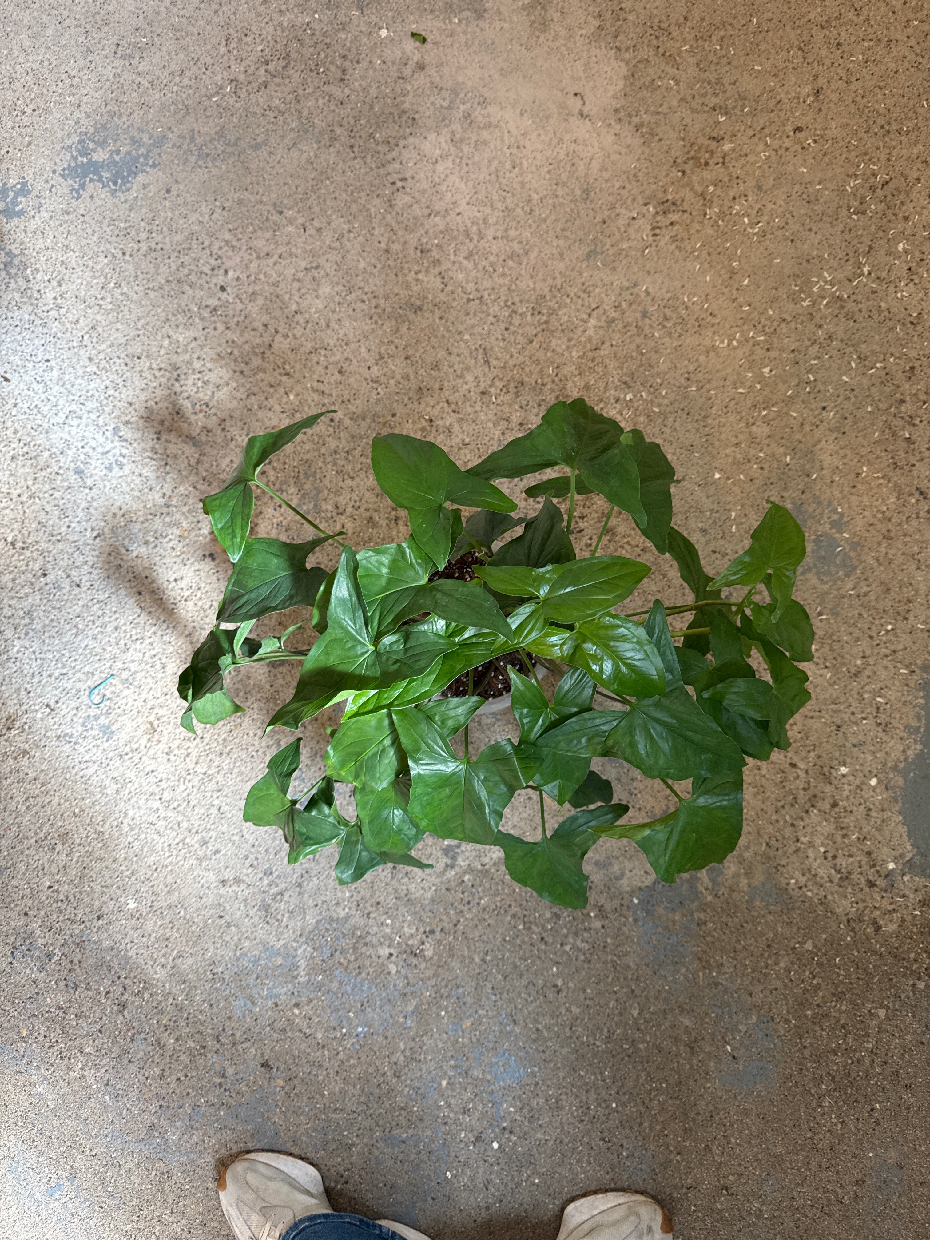 Syngonium podophyllum 'Arrowhead'