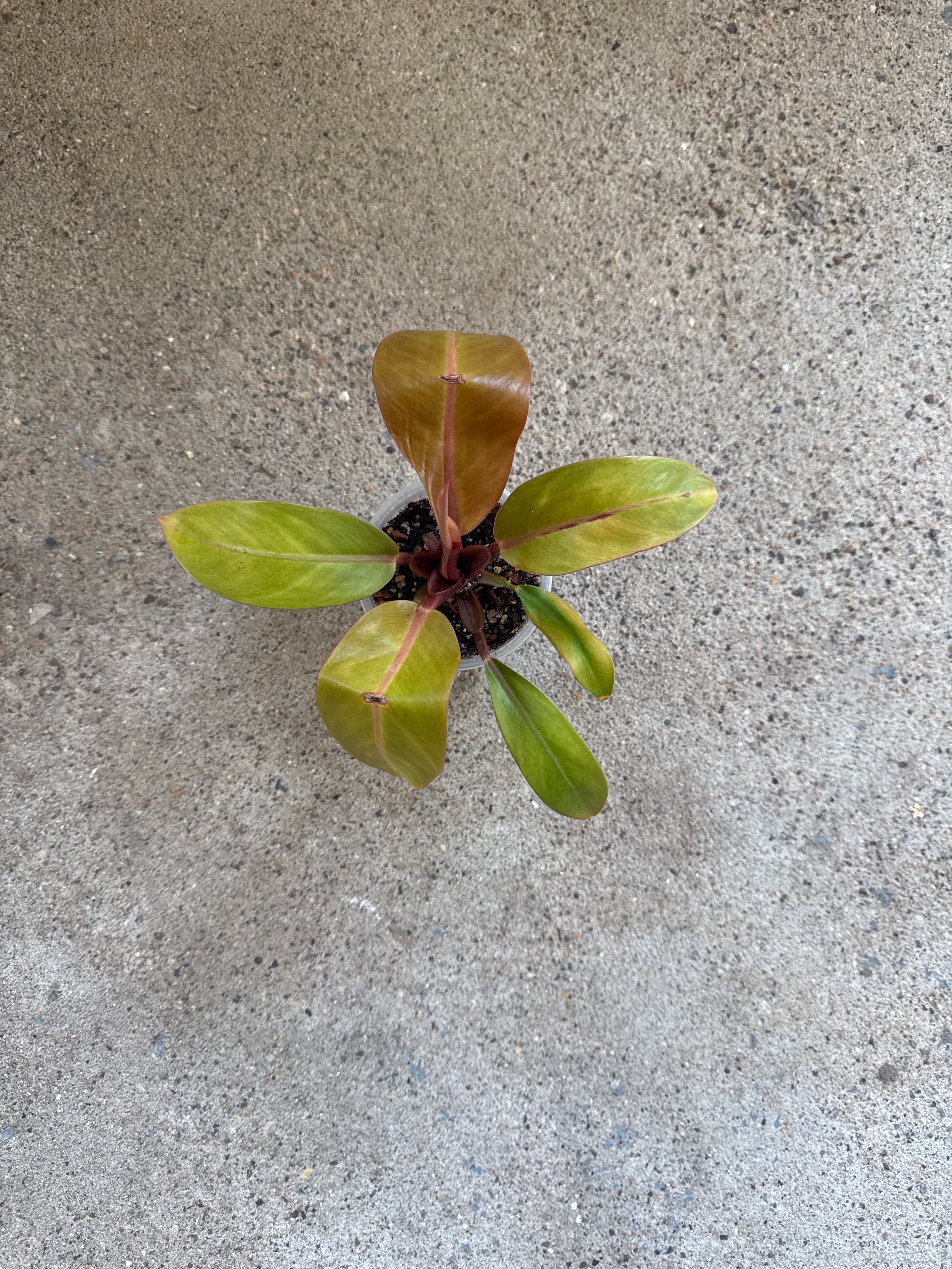 Philodendron 'Prince of Orange'