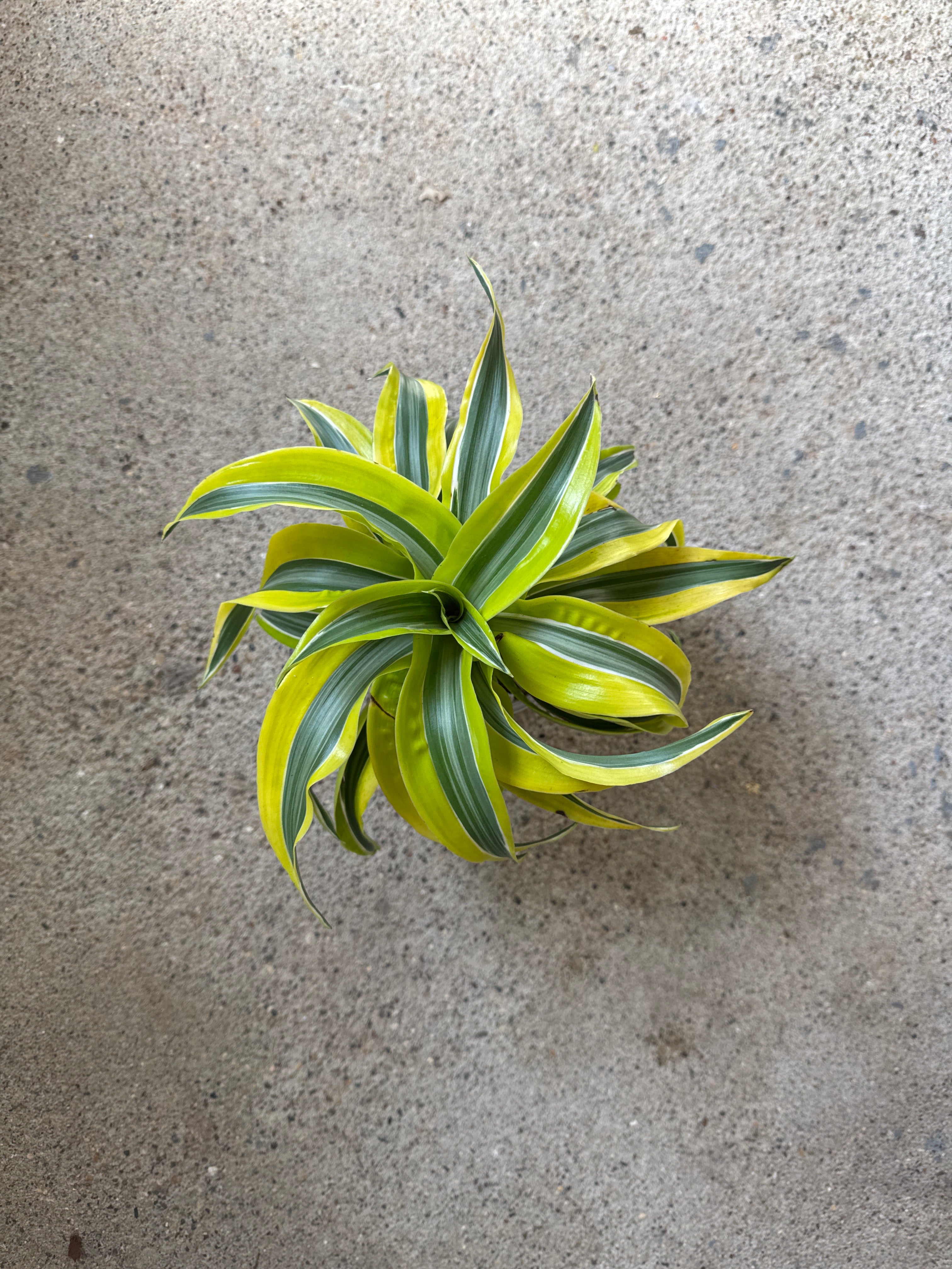 Dracaena ‘Lemon Surprise’