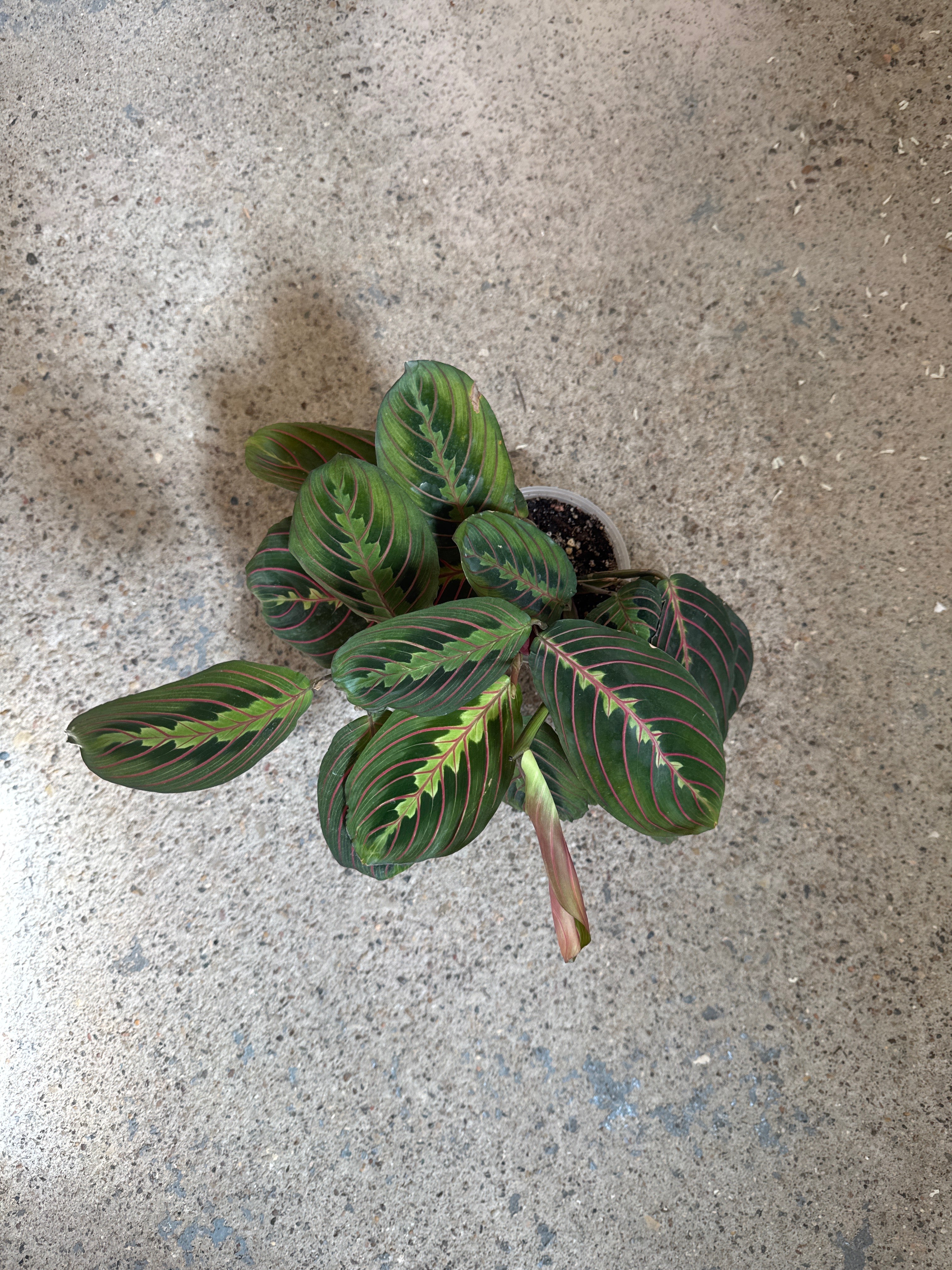 Maranta red