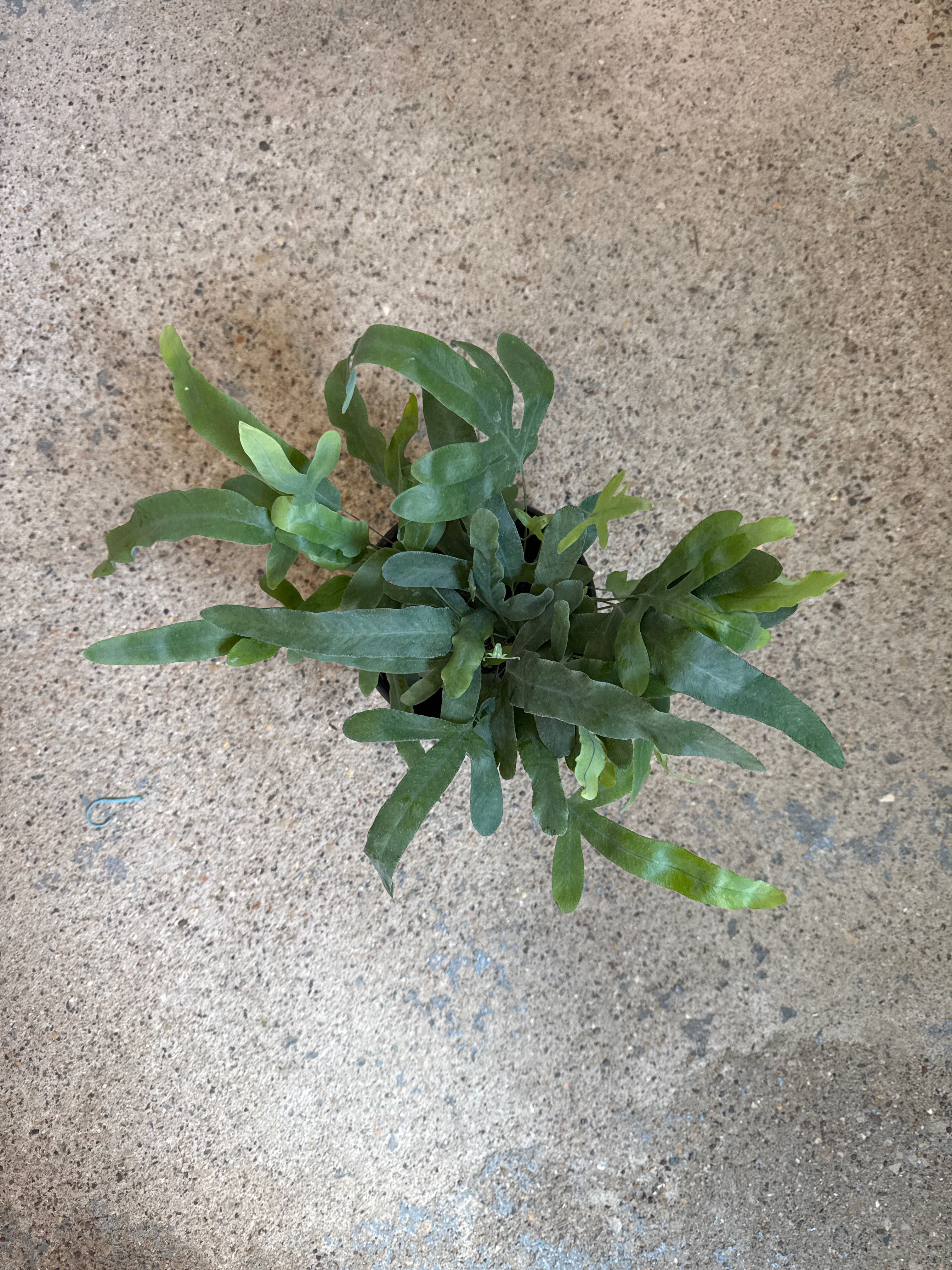 Fern 'Blue Star'