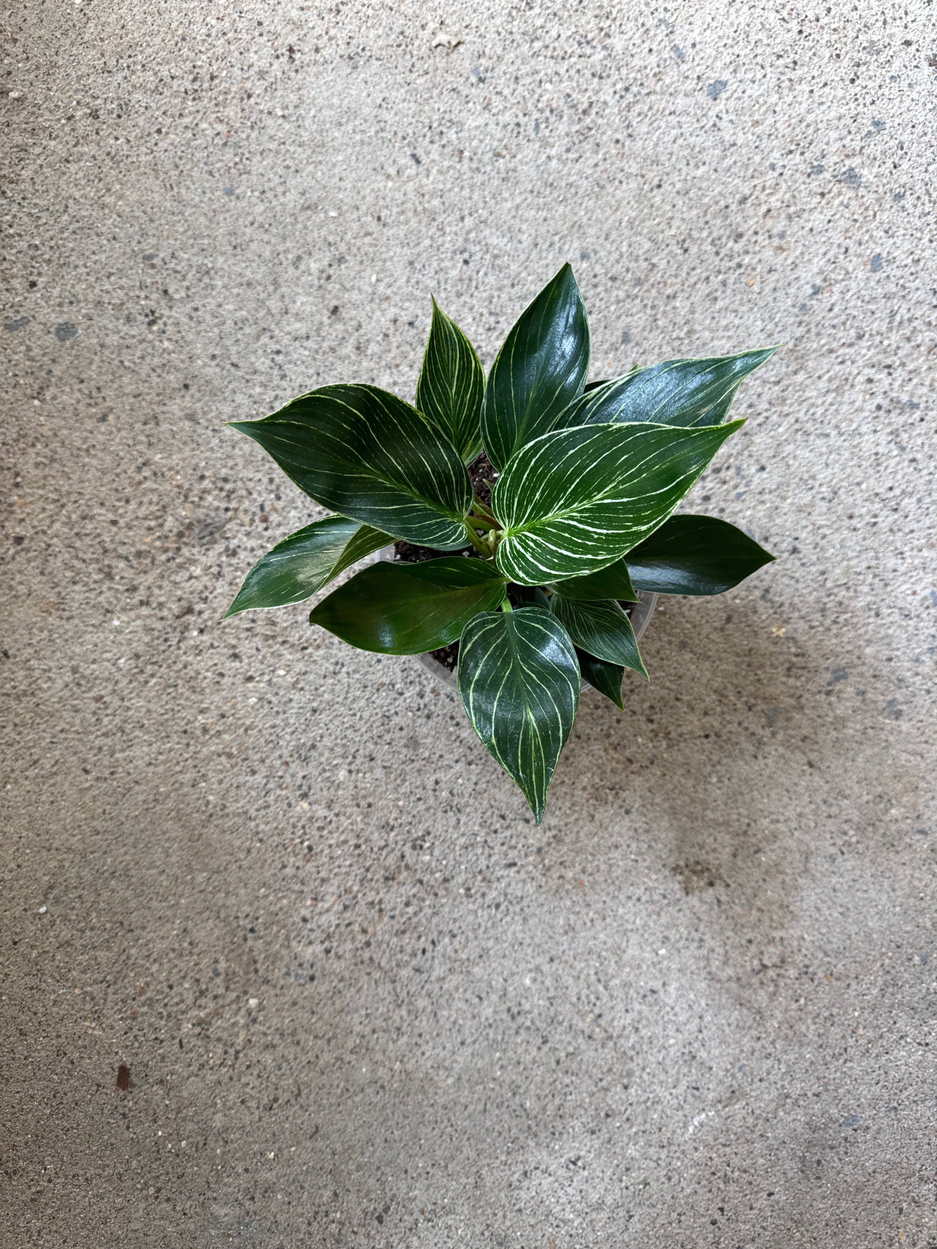 Philodendron ‘Birkin’