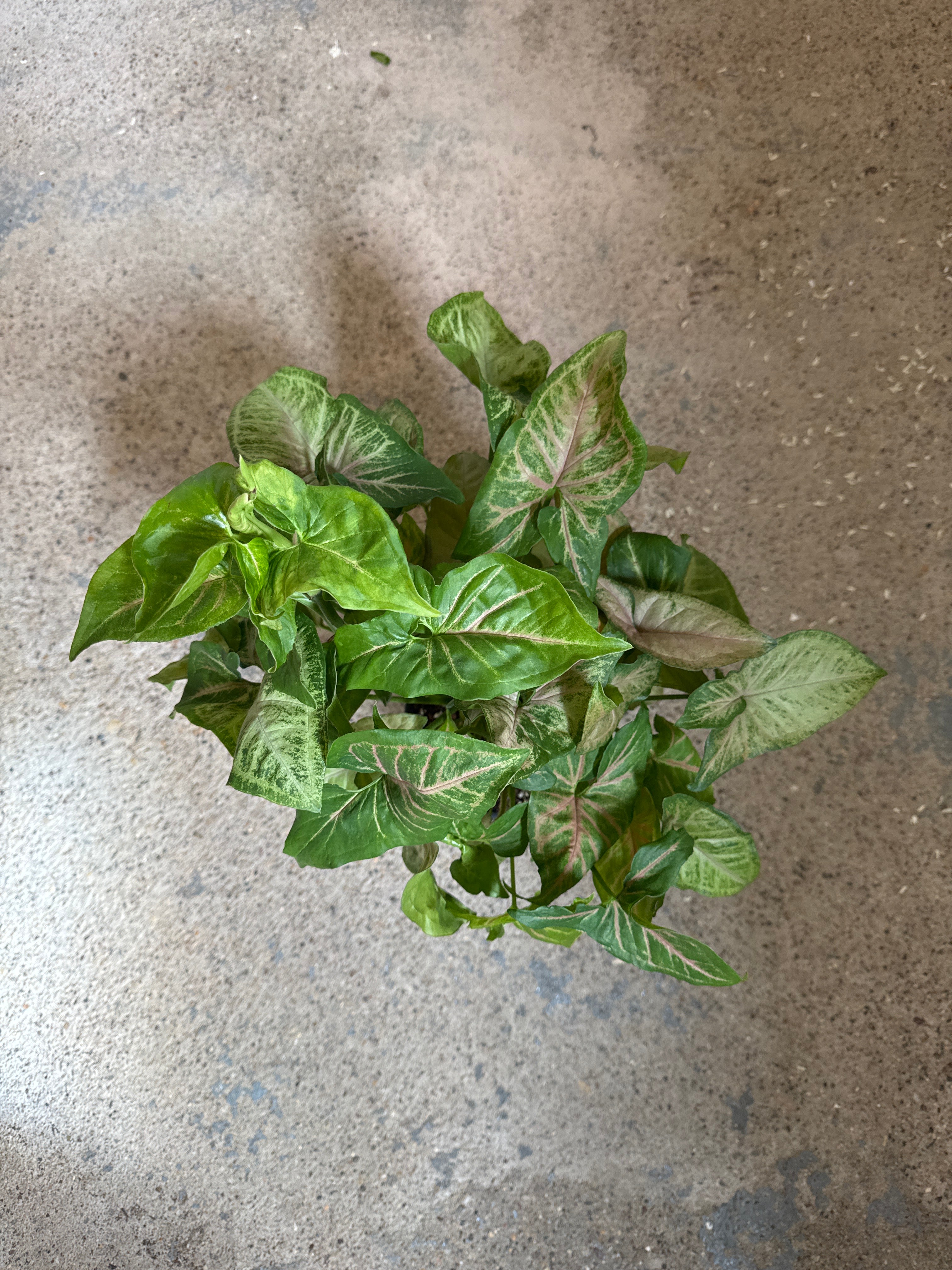 Syngonium 'Strawberry Cream'