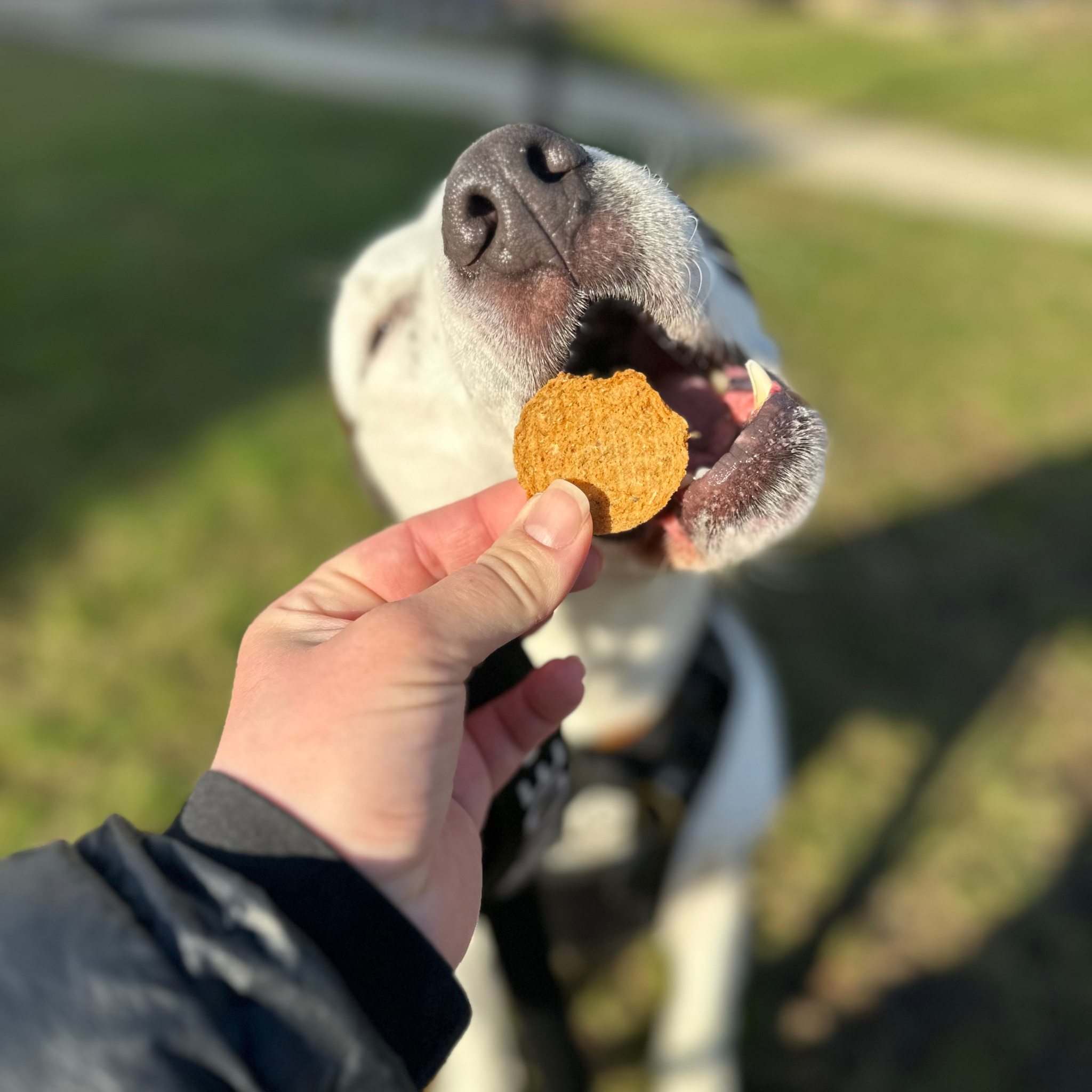 Fish Chips Dog Treats