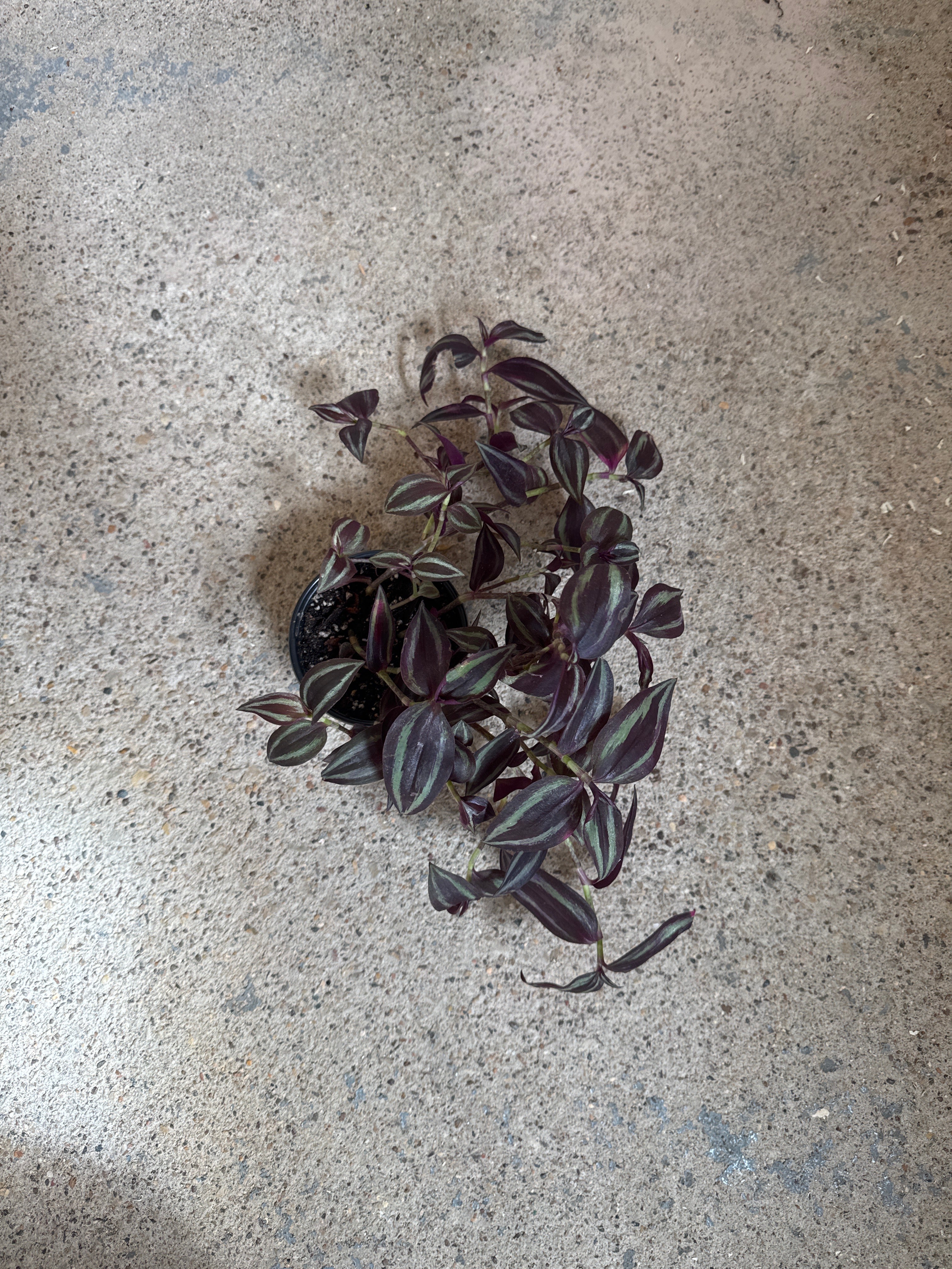 Tradescantia 'Silver Smudge'