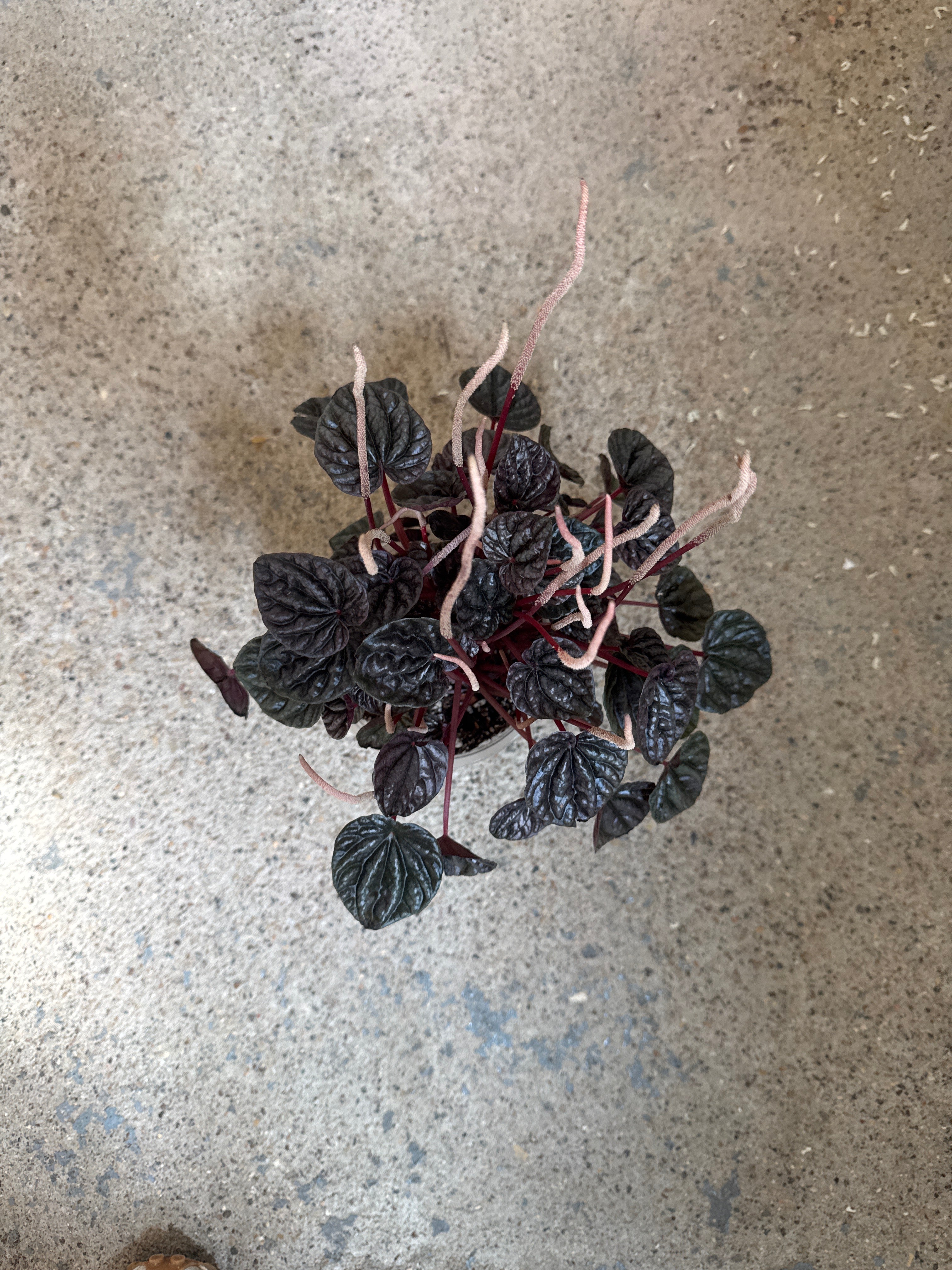 Peperomia caperata