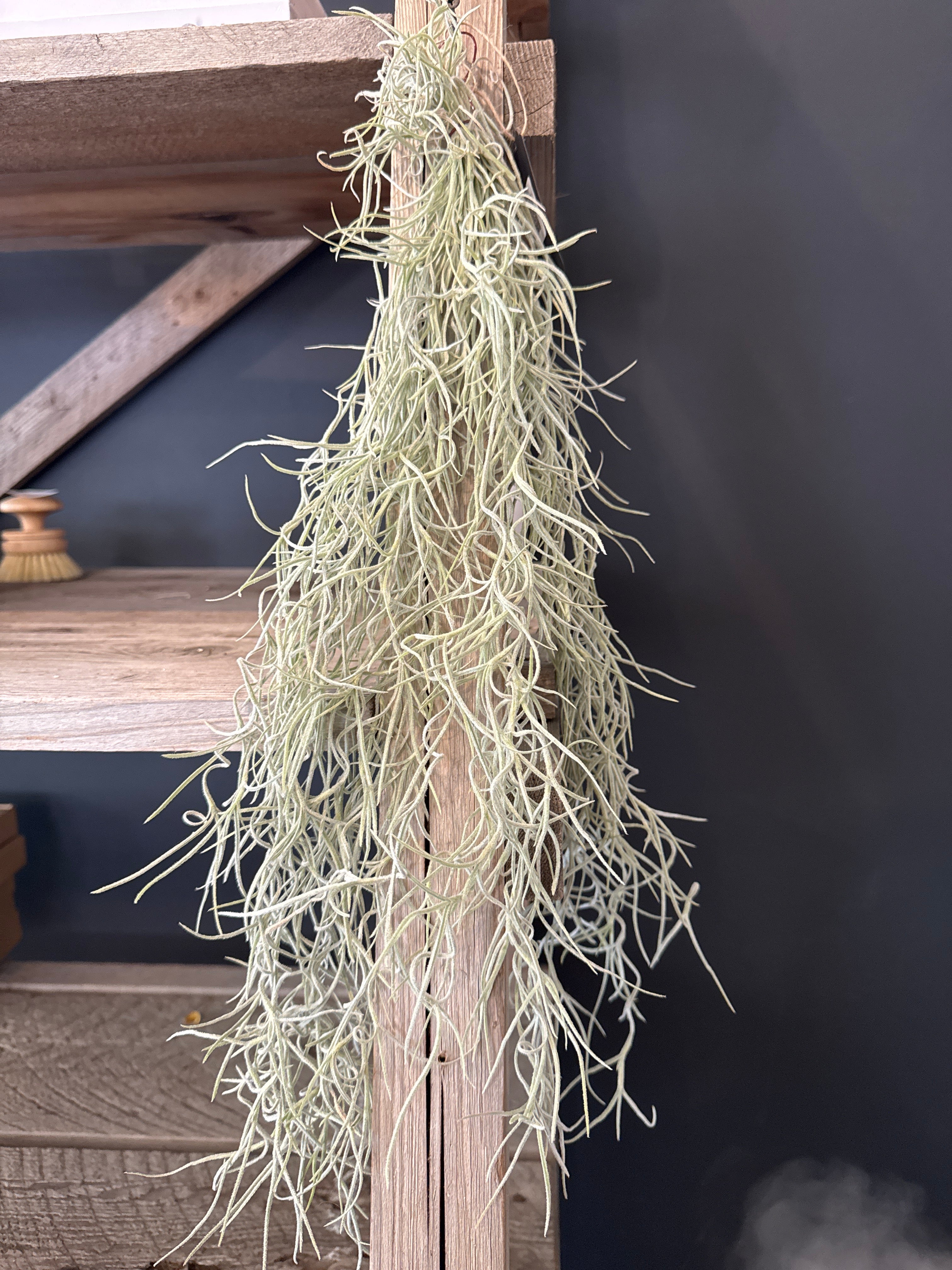 Spanish Moss
