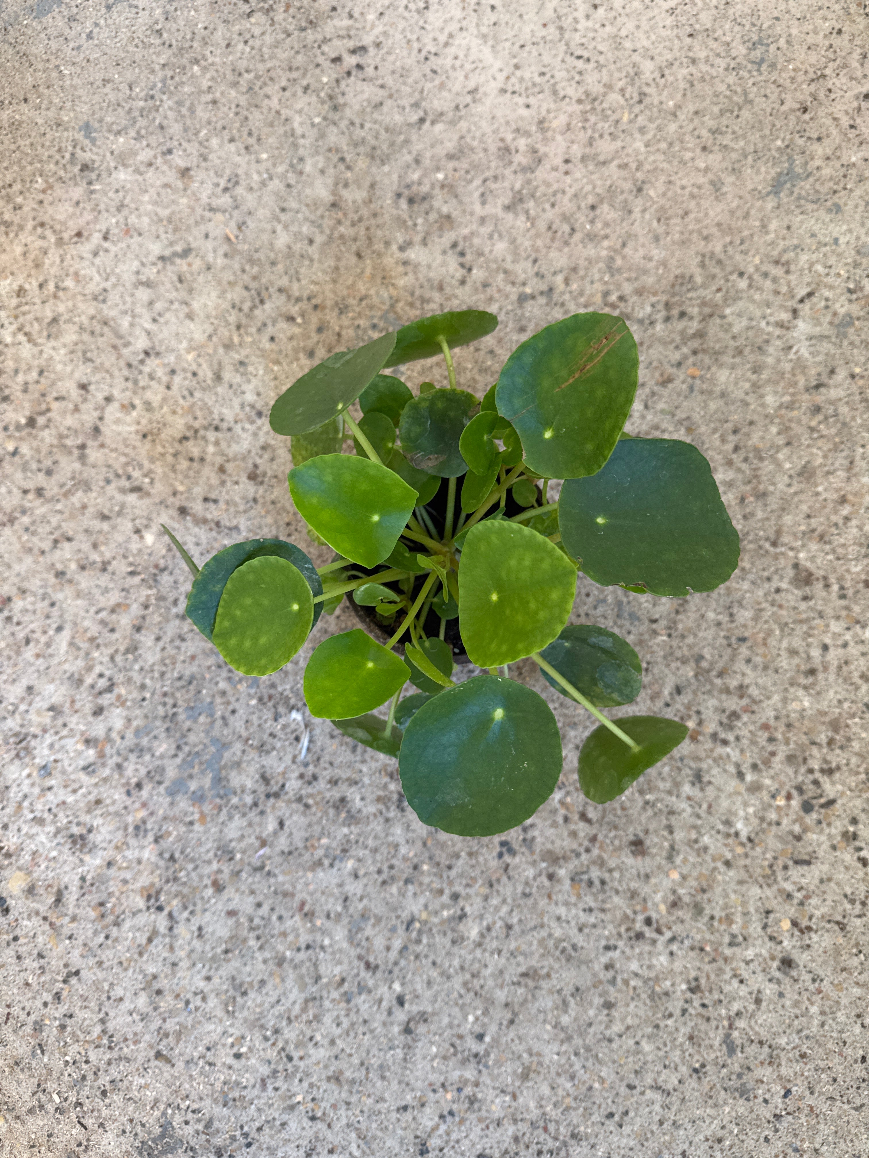 Pilea 'Peperomioides'