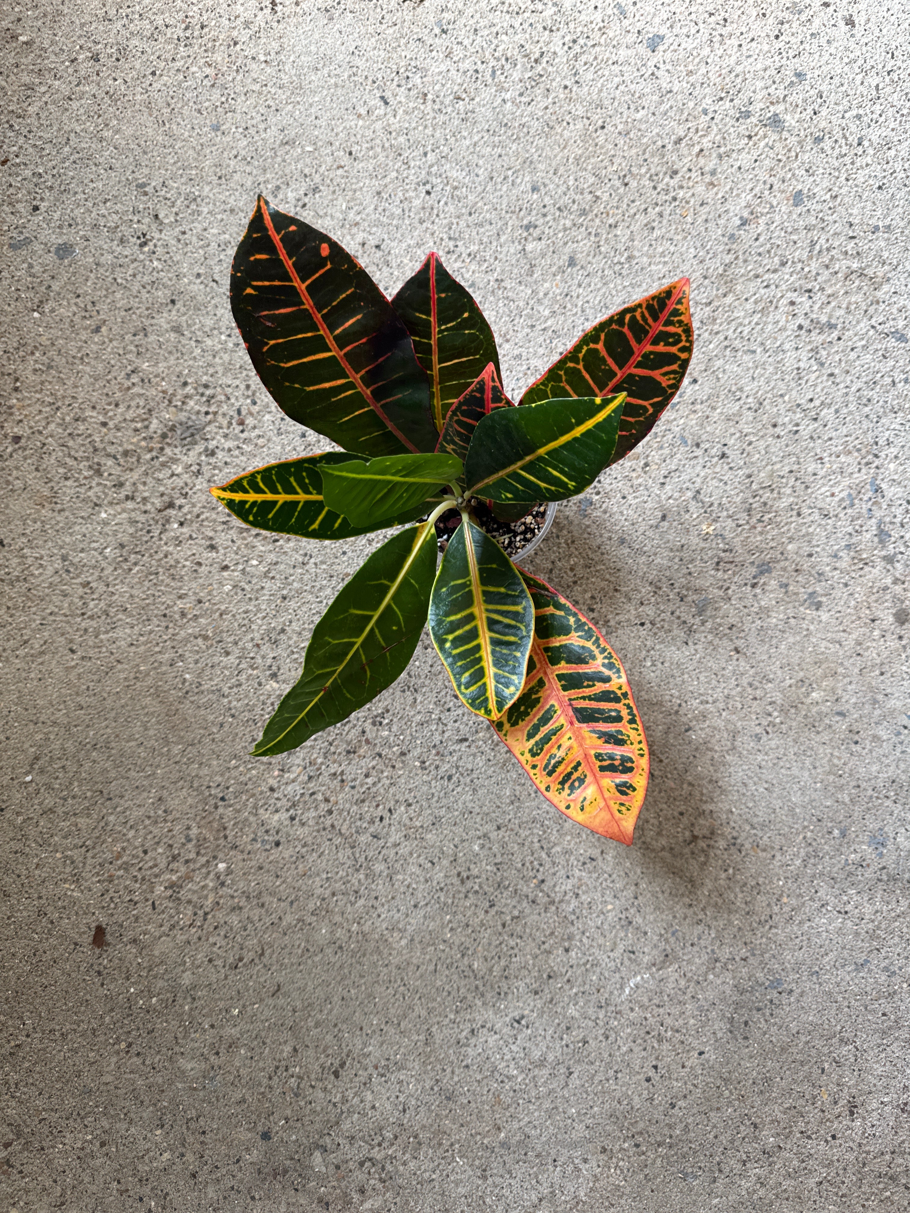 Croton 'Petra'