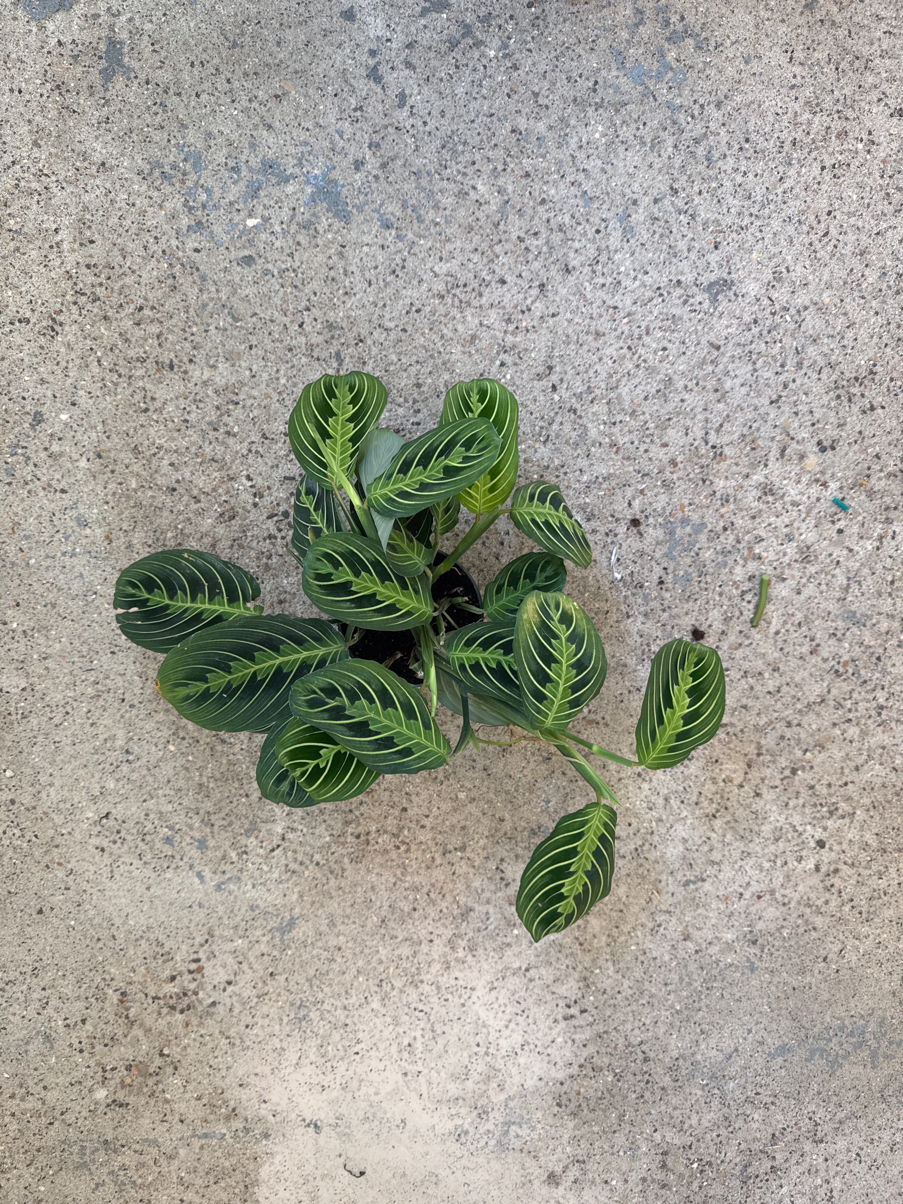 Maranta 'Lemon Lime'