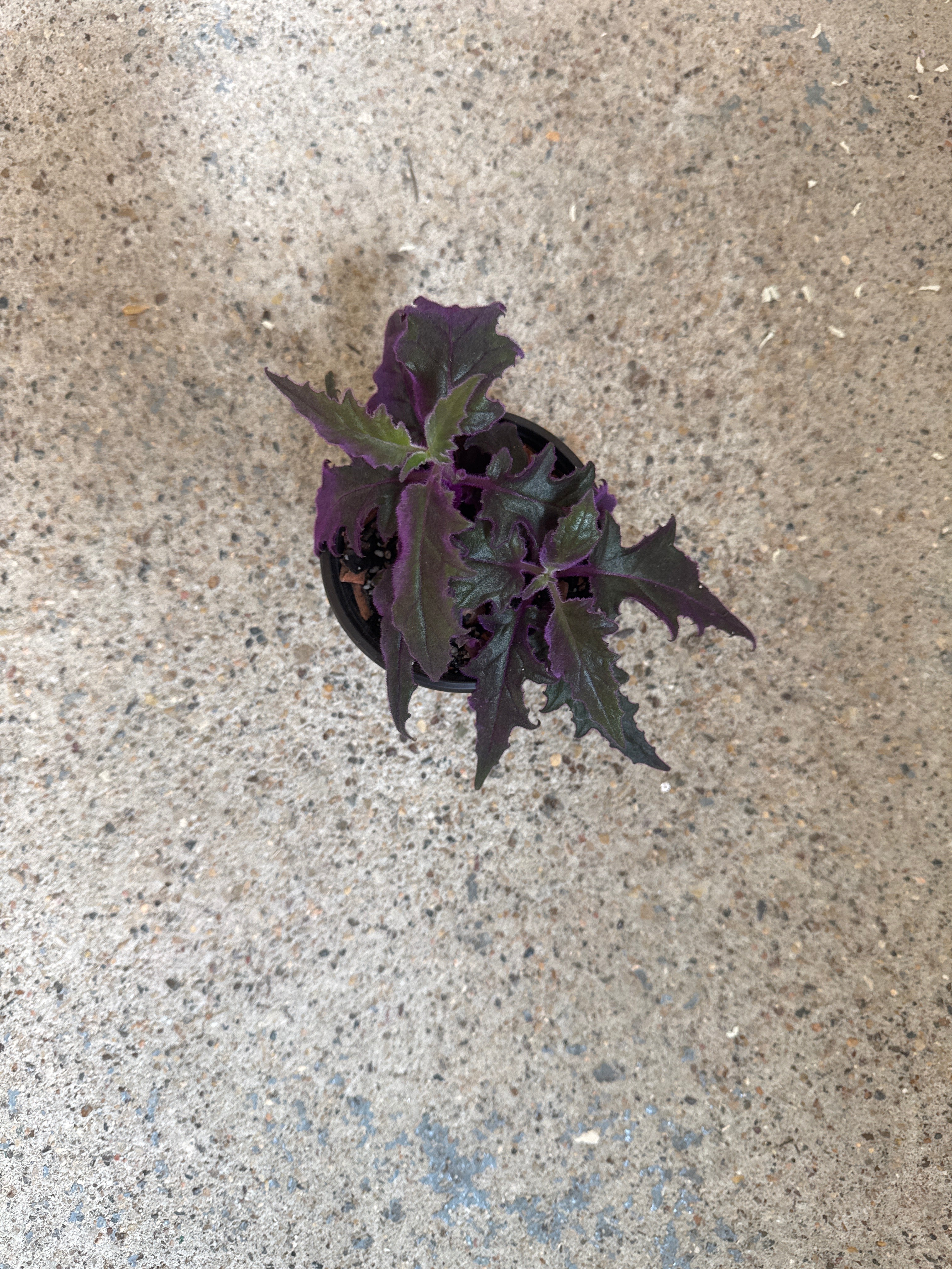 Gynura 'Purple Passion'