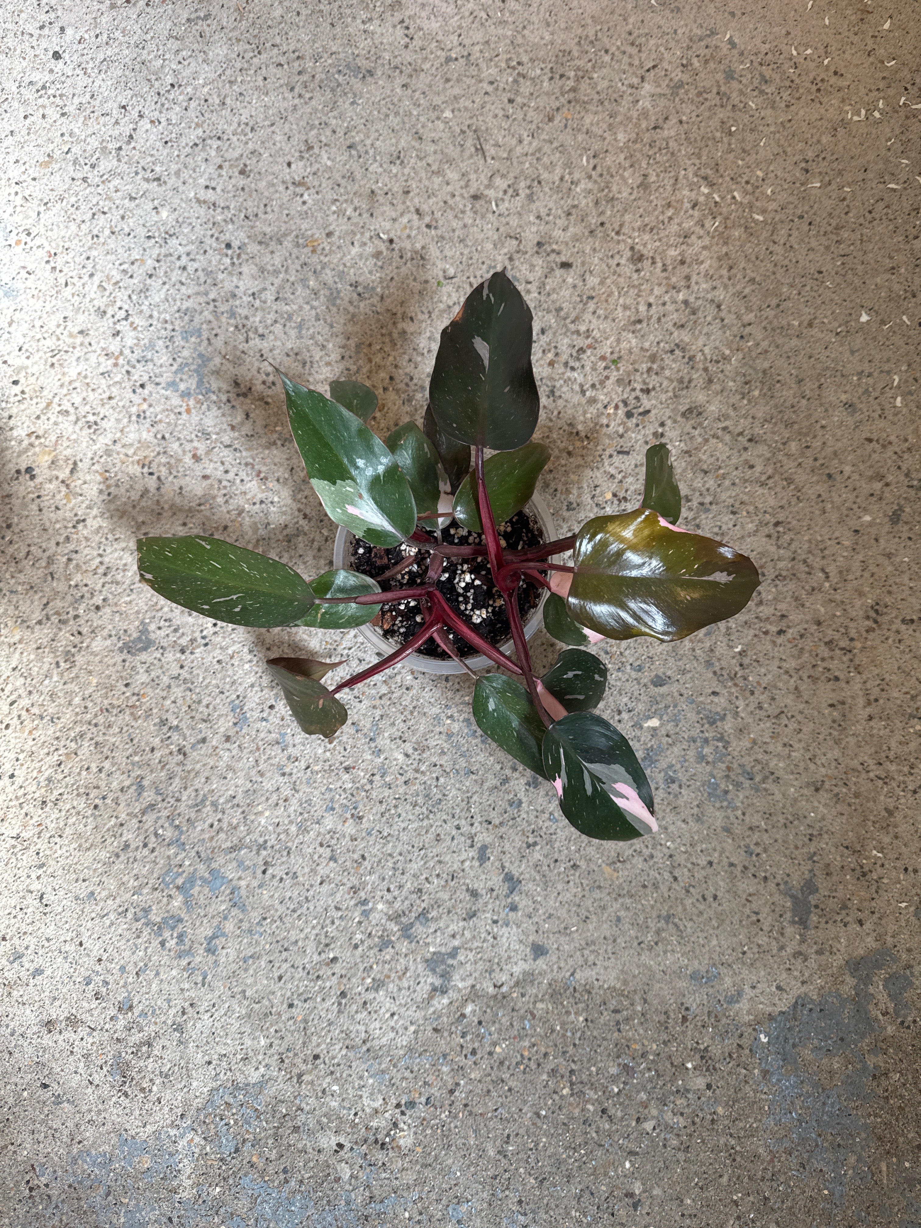 Philodendron Pink Princess Black Cherry