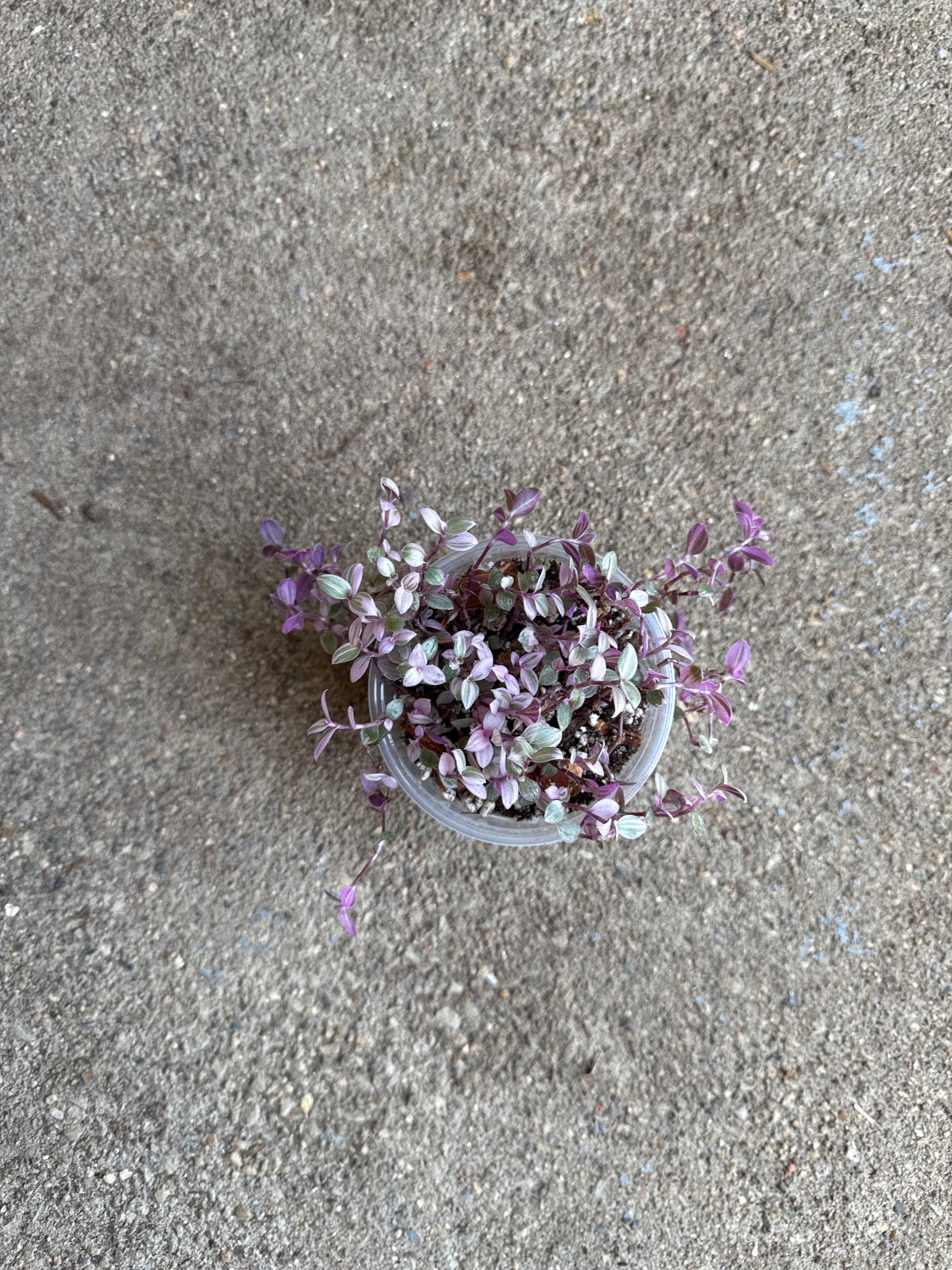Tradescantia ‘Pink Panther’