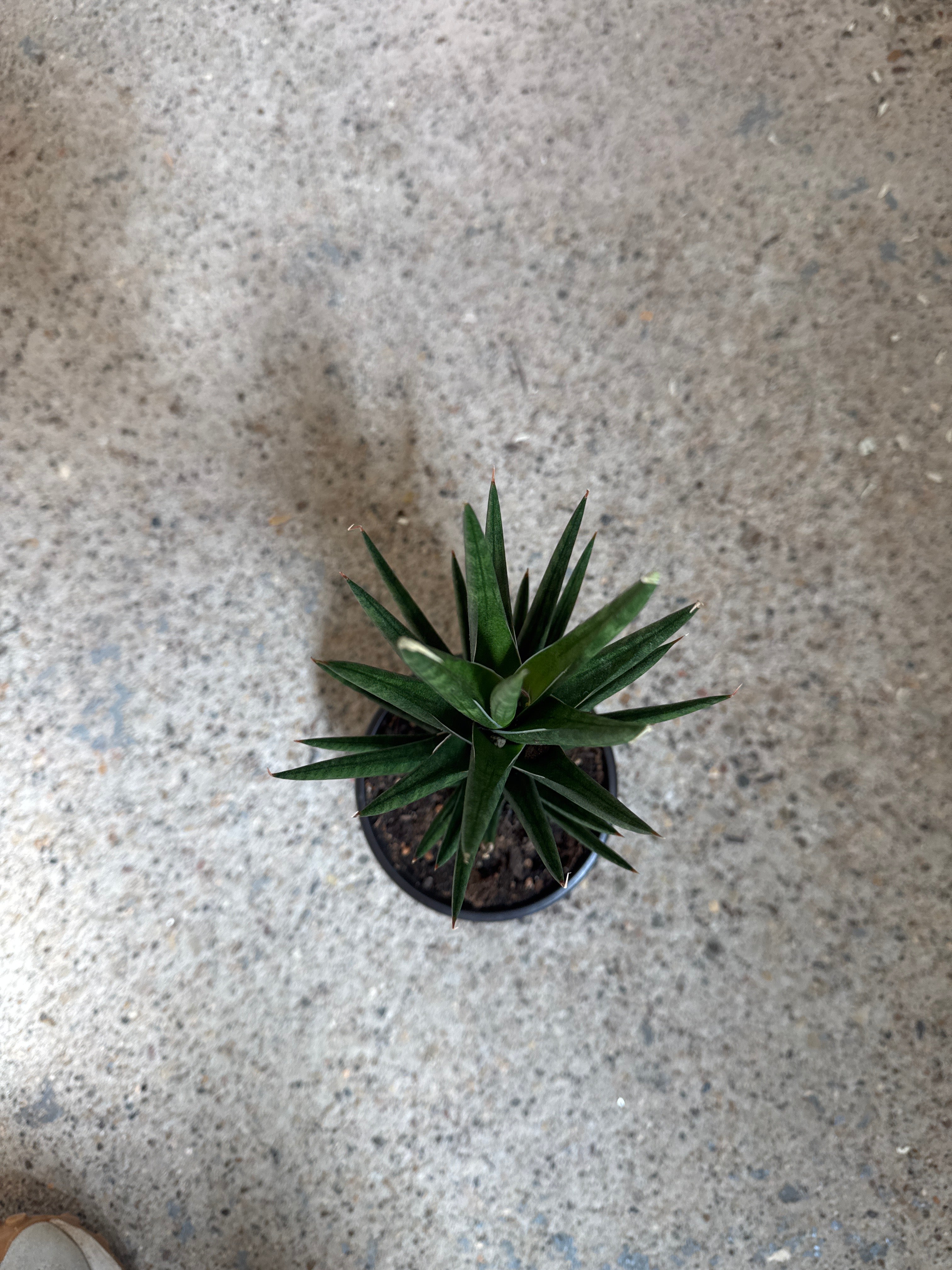 Sansevieria 'Francisii'