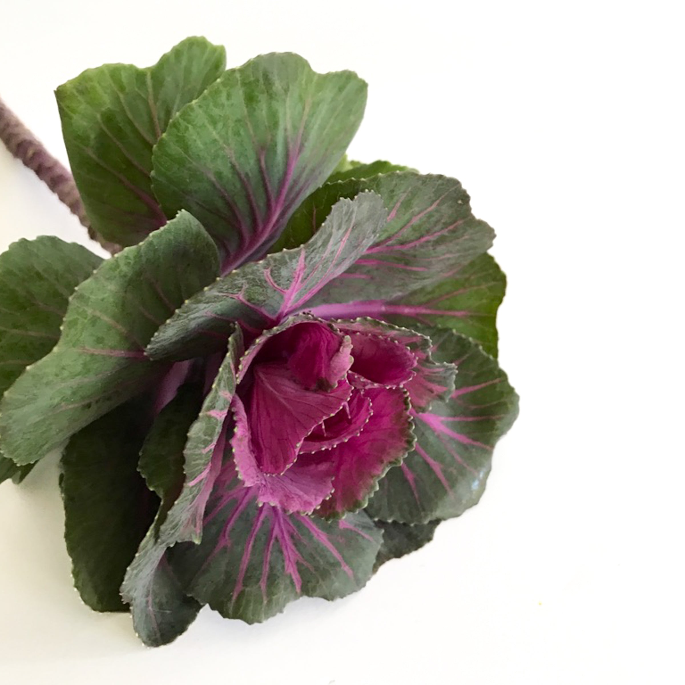10/24/26 | Ornamental Kale & Herbs