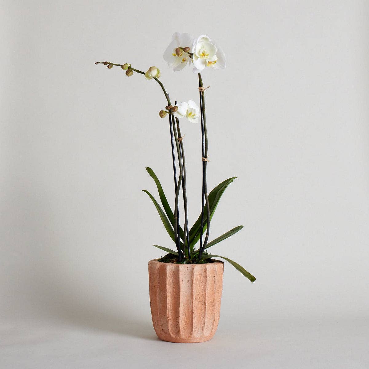 Fluted Planter