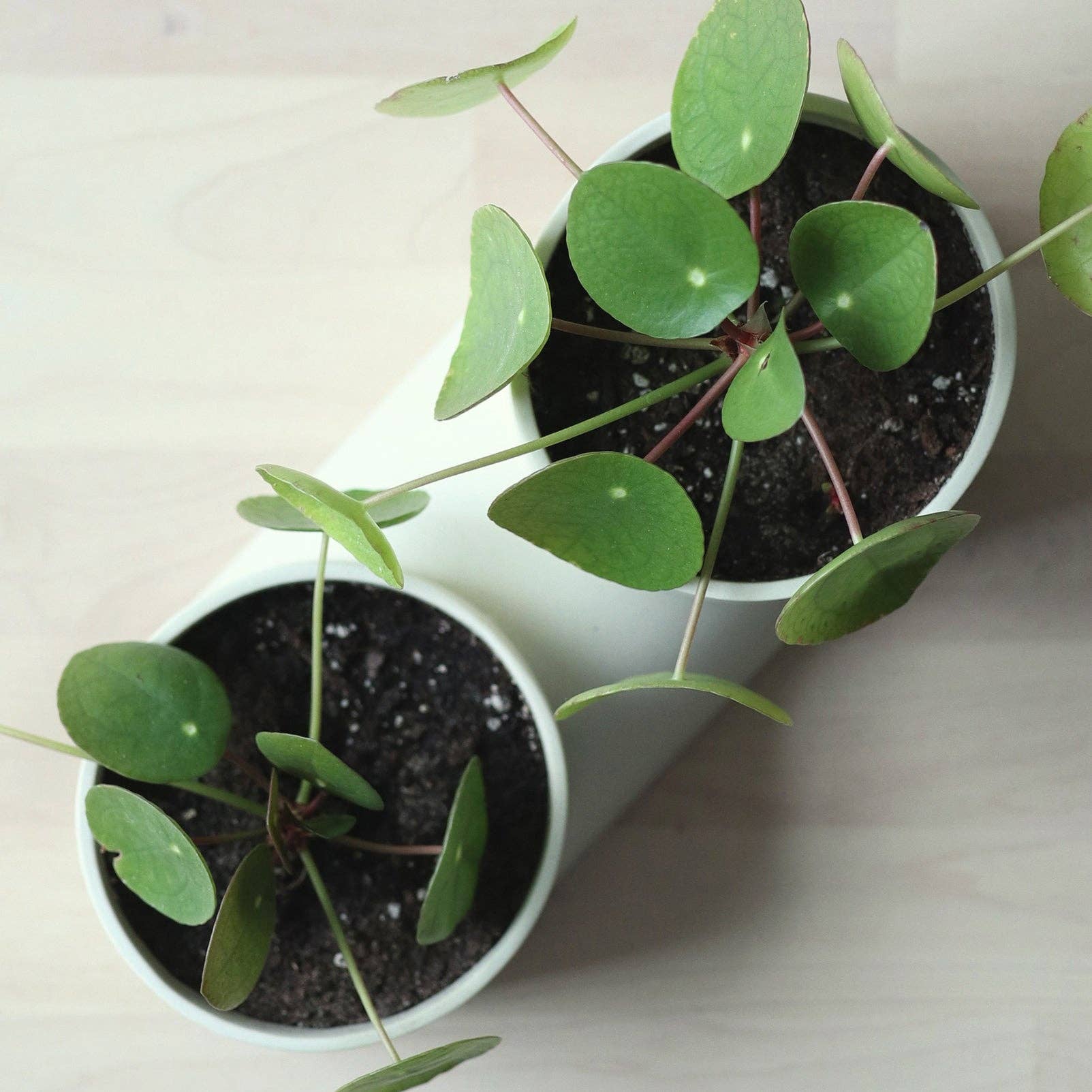 Double Planter