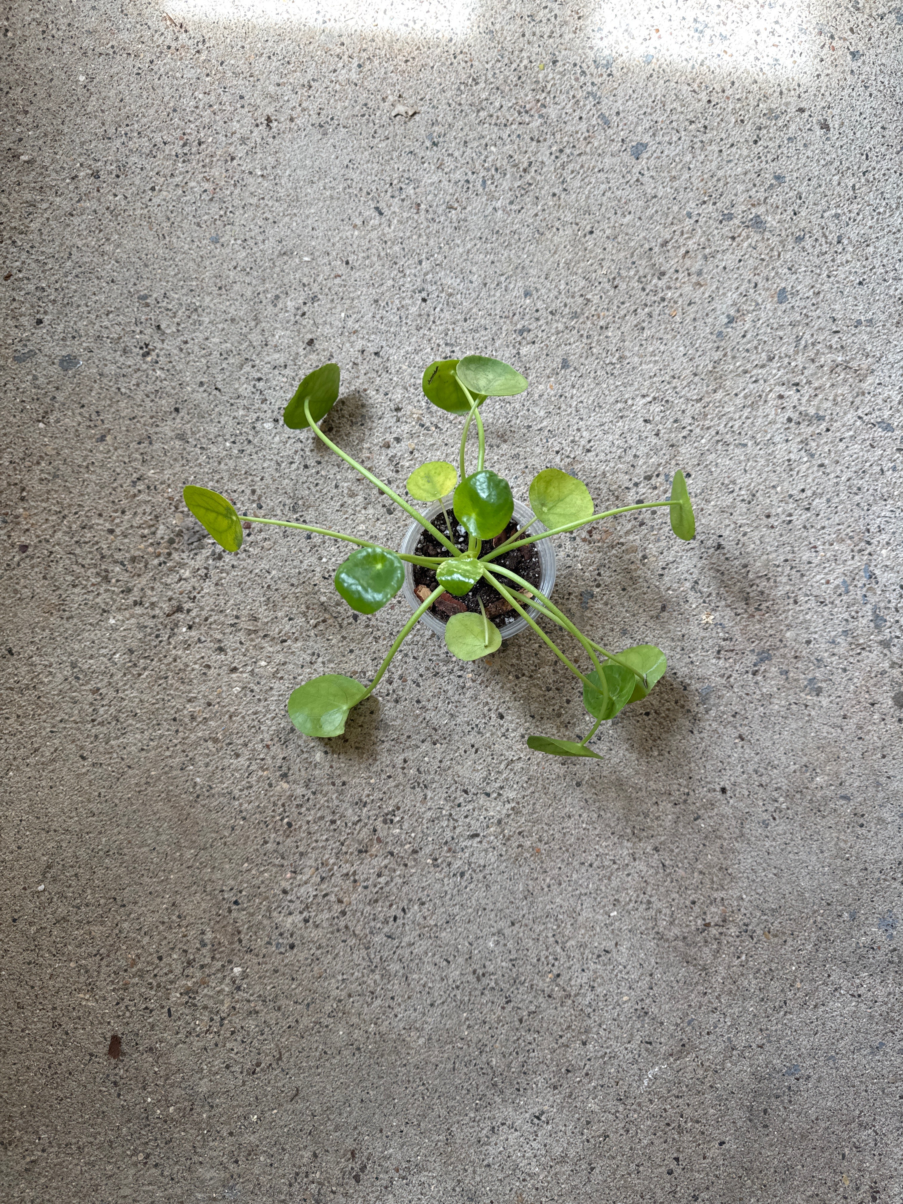 Pilea peperomioides