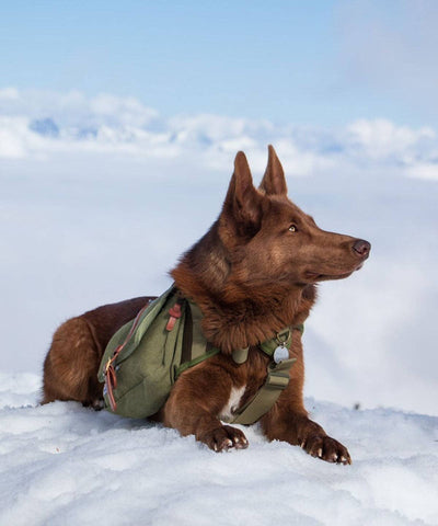 Ranger Pack