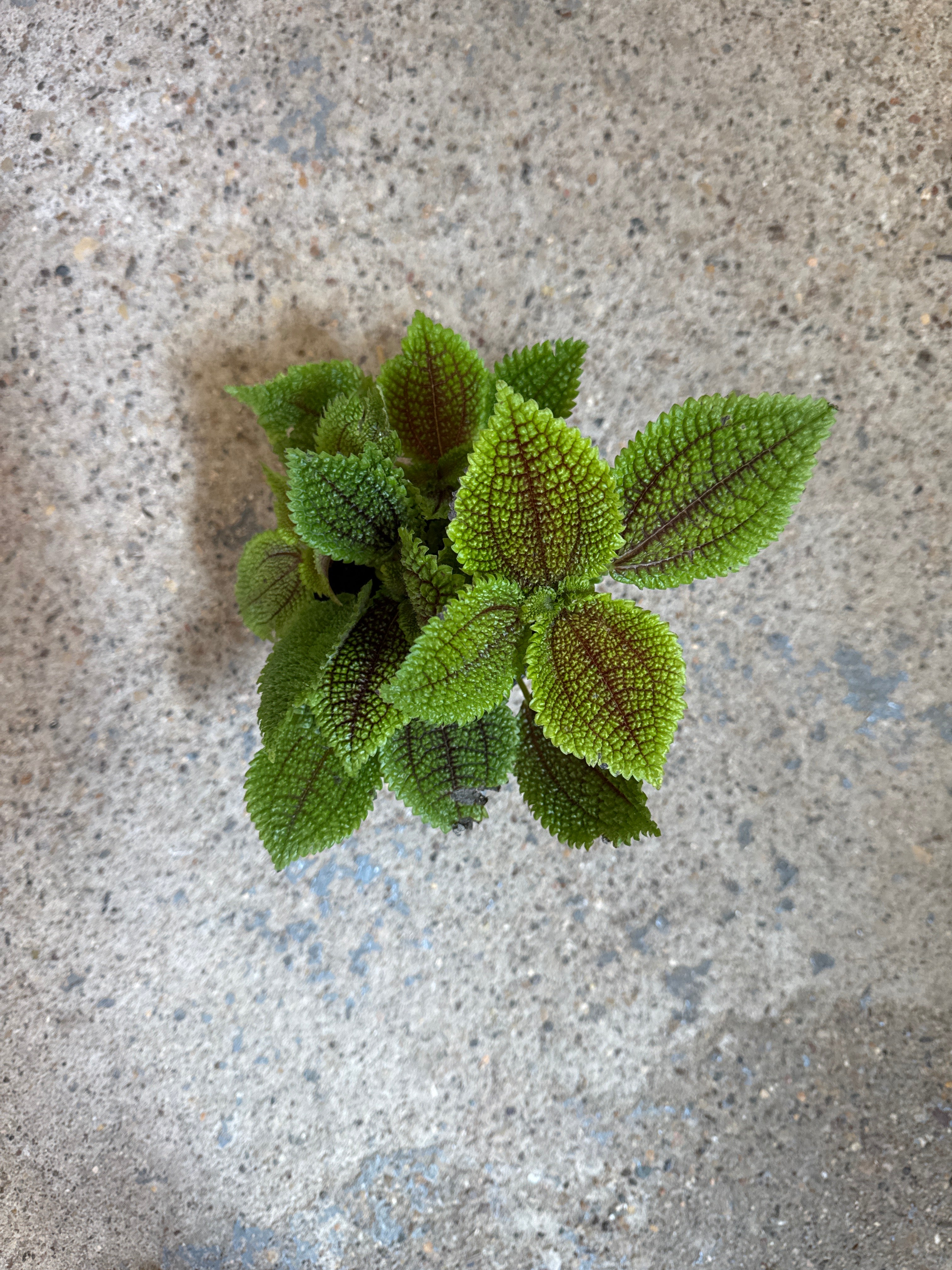Pilea 'Moon Valley
