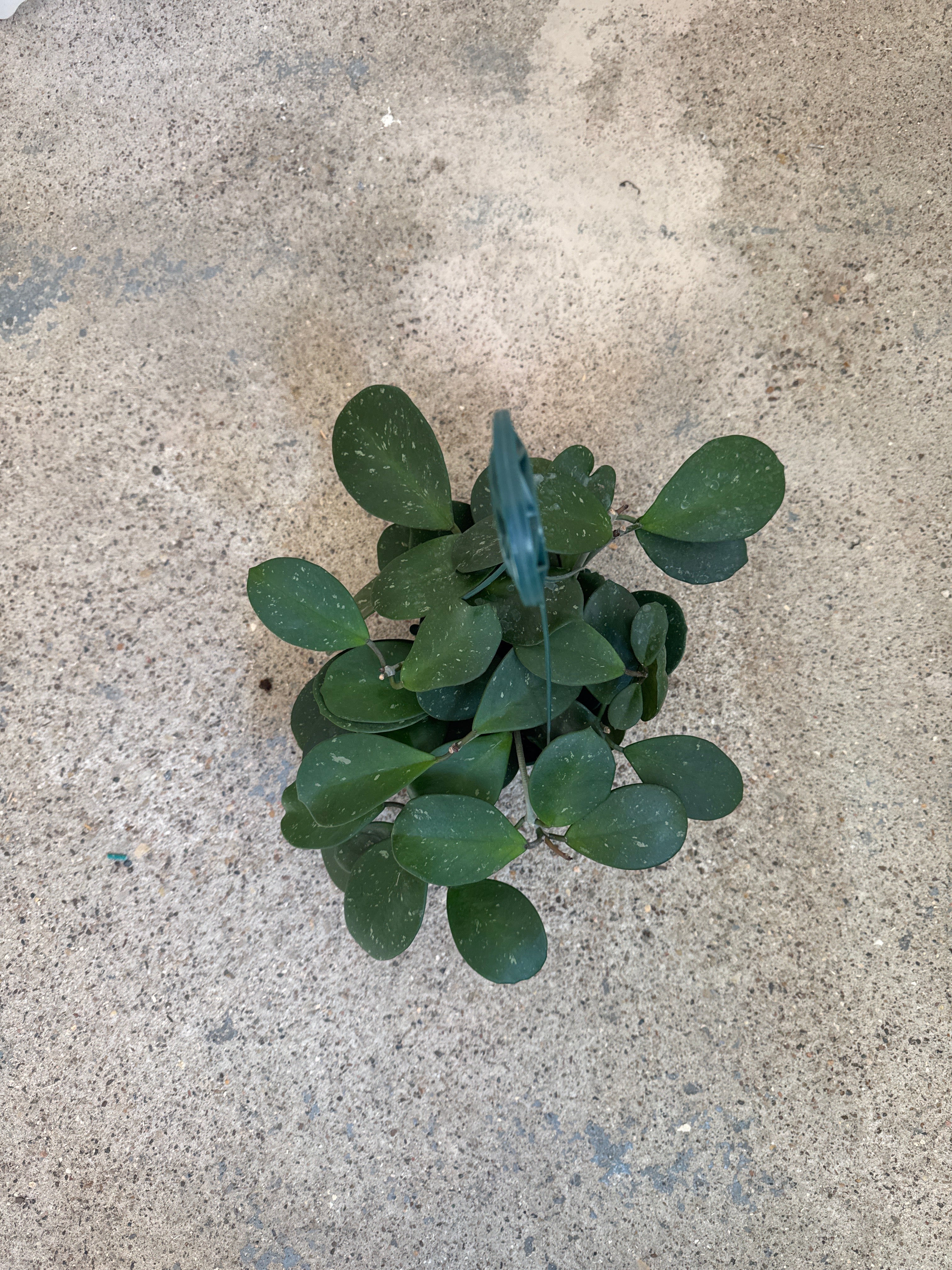 Hoya 'Obovata'