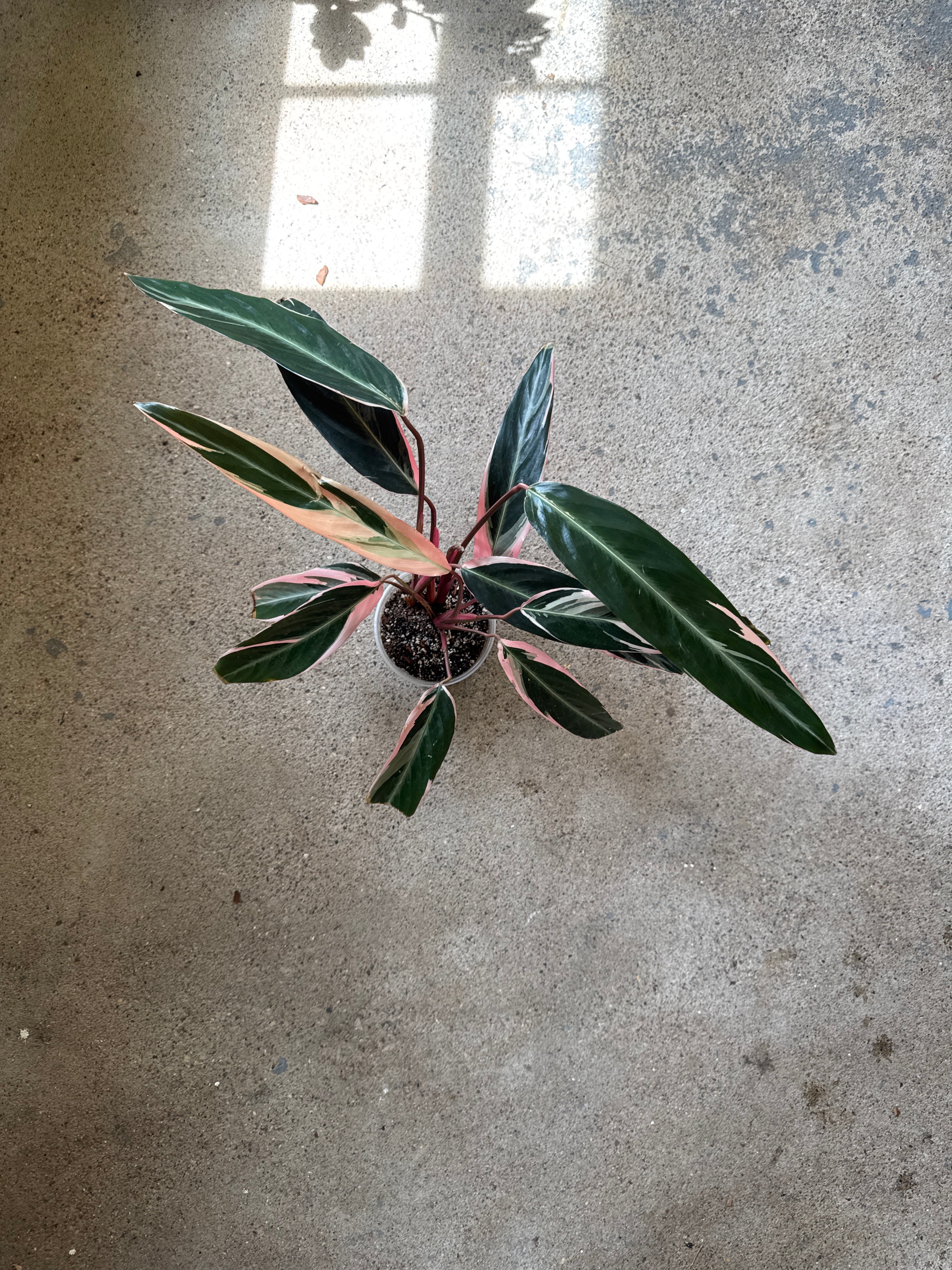 Stromanthe 'Triostar'