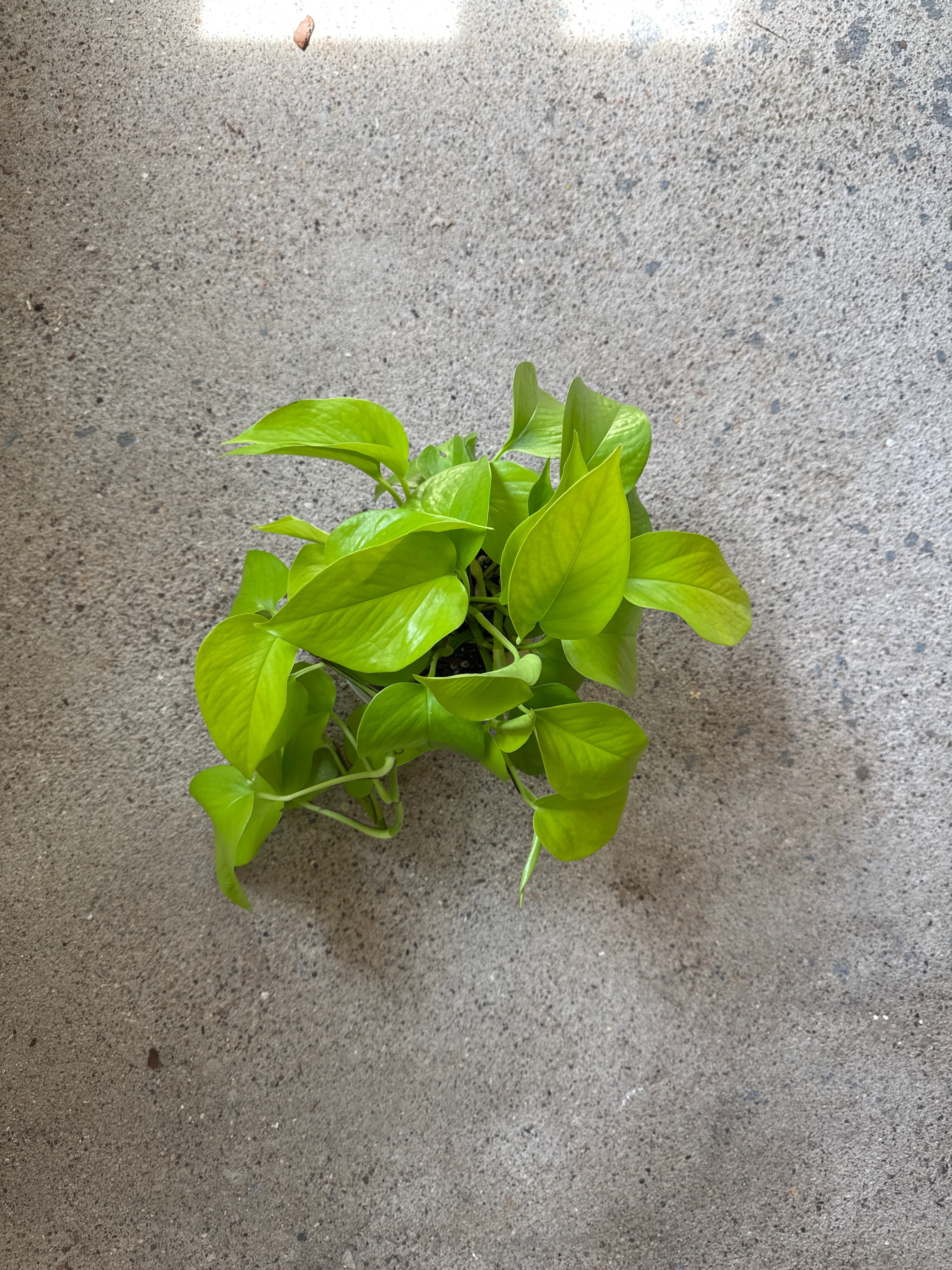 Pothos 'Neon'