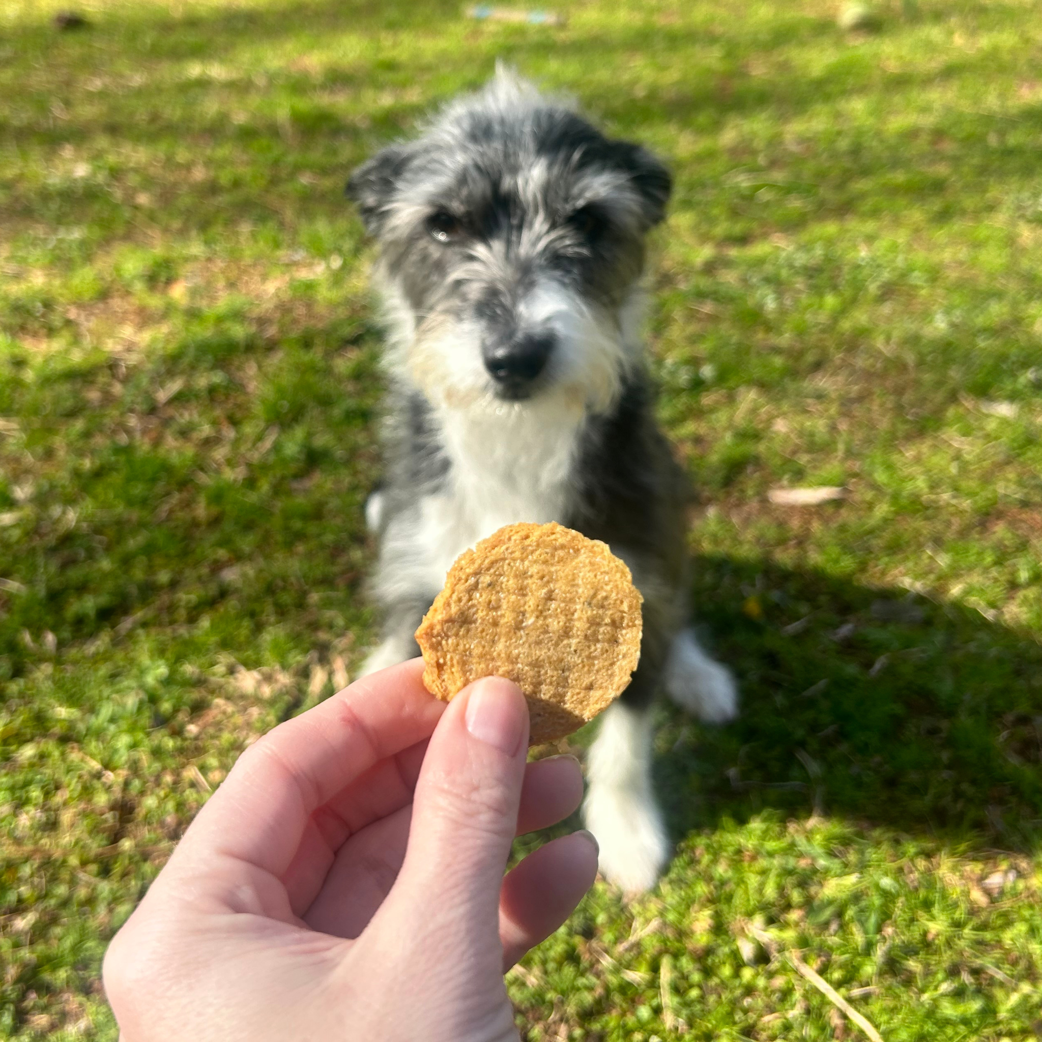 Fish Chips Dog Treats