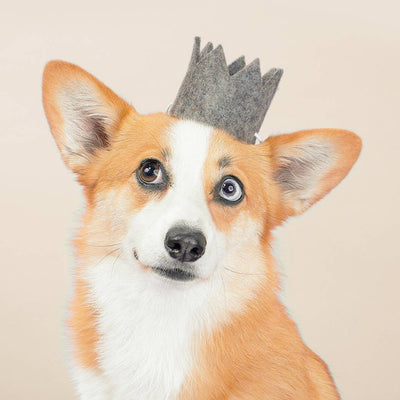 NEUTRAL PARTY CROWNS Wool Pet Party Crown
