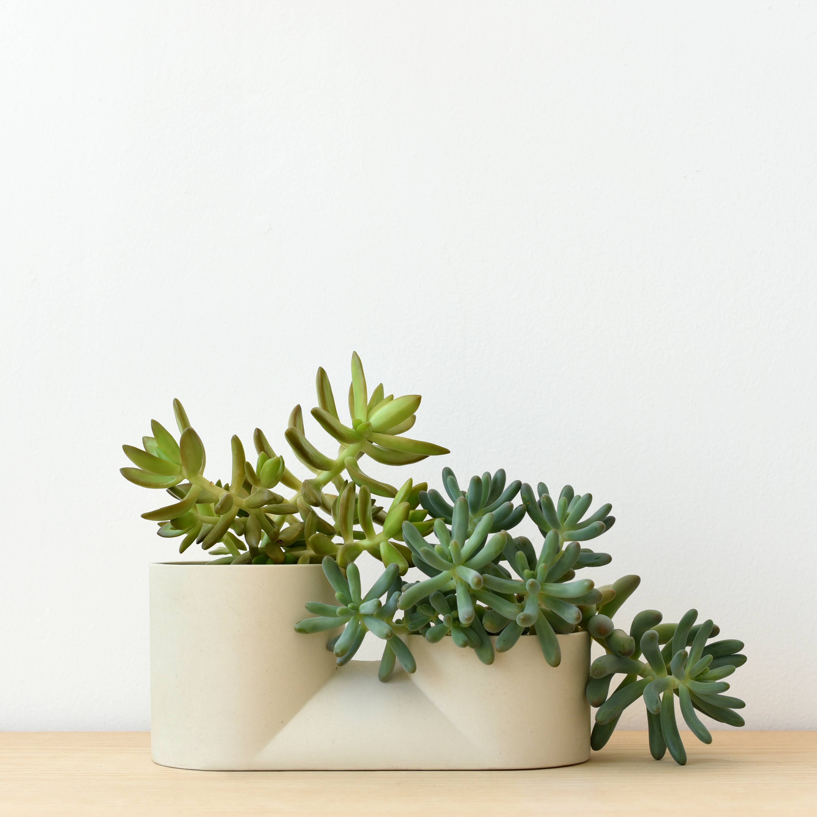 Double Planter