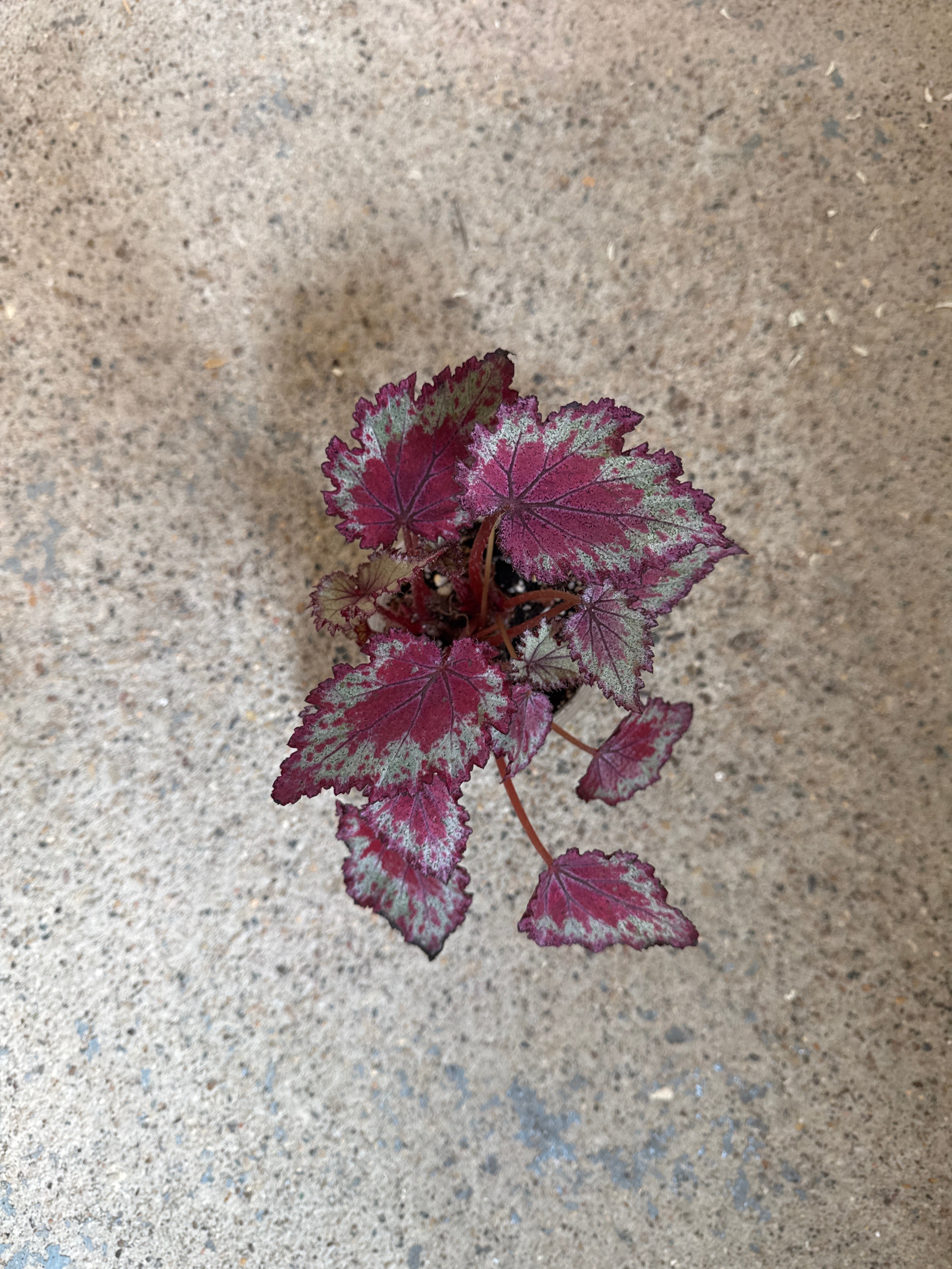 Begonia rex 'Jurassic Jr. Red Splash'