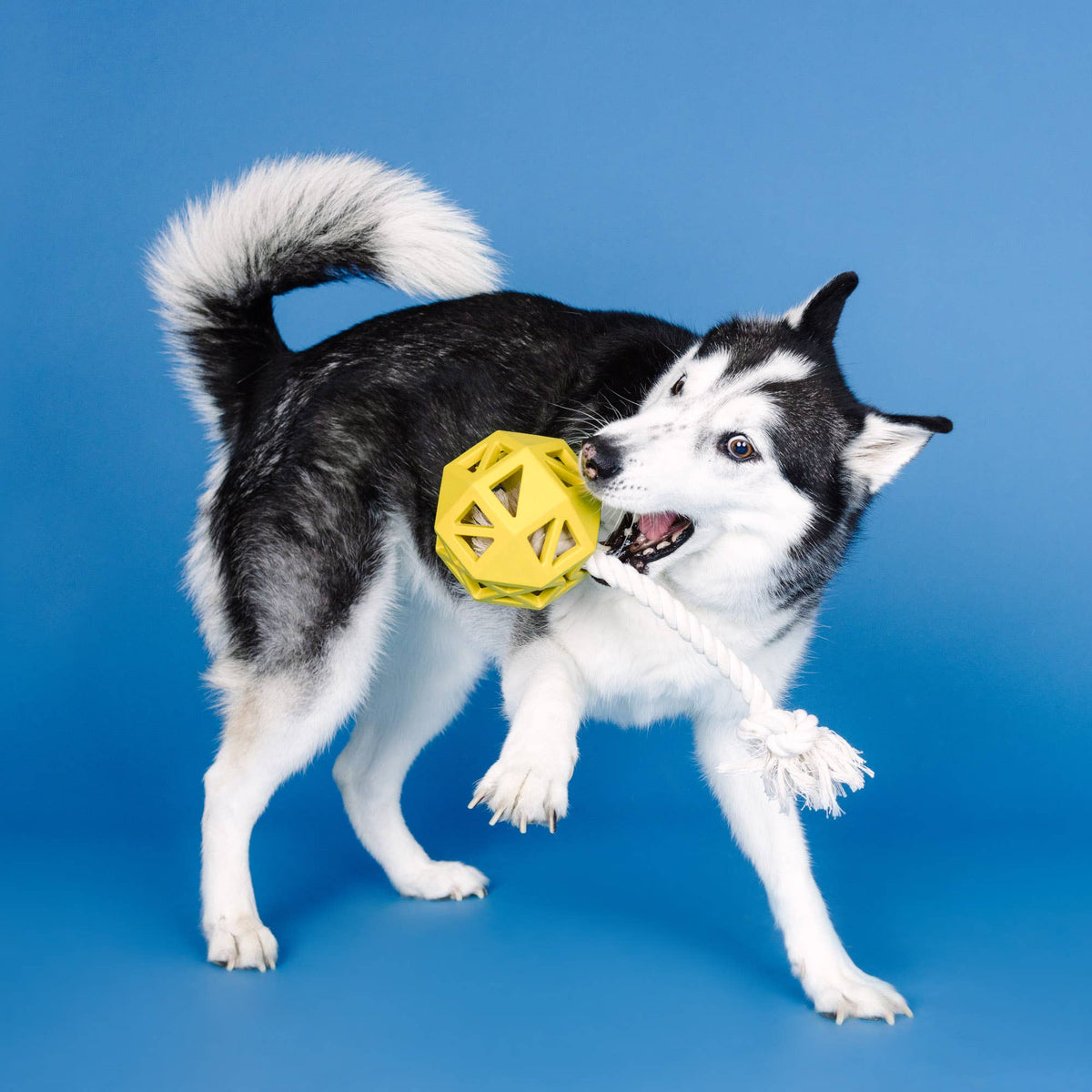 Pull My Way Rubber Dog Toy, Yellow