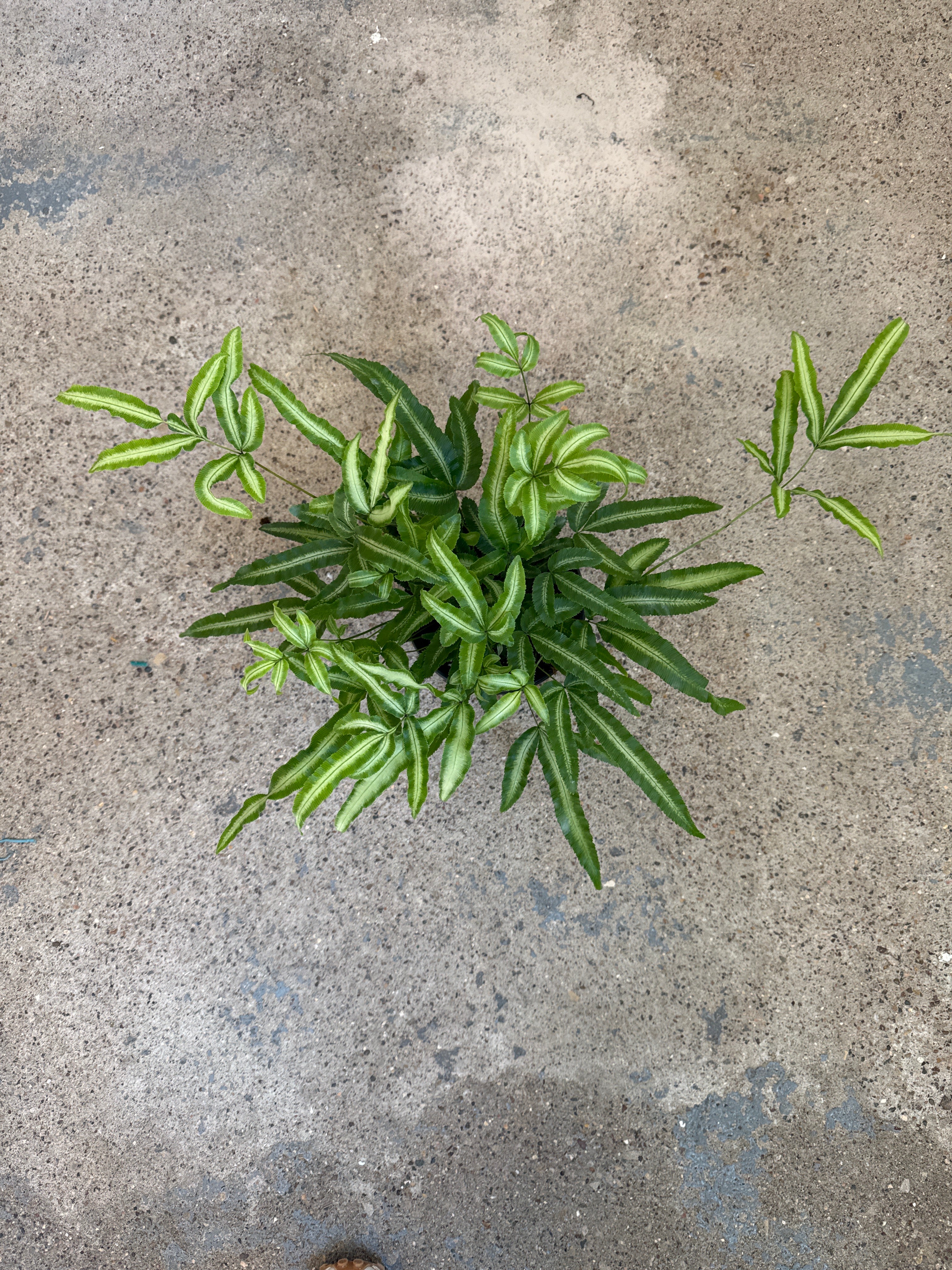 Fern 'Silver Ribbon'