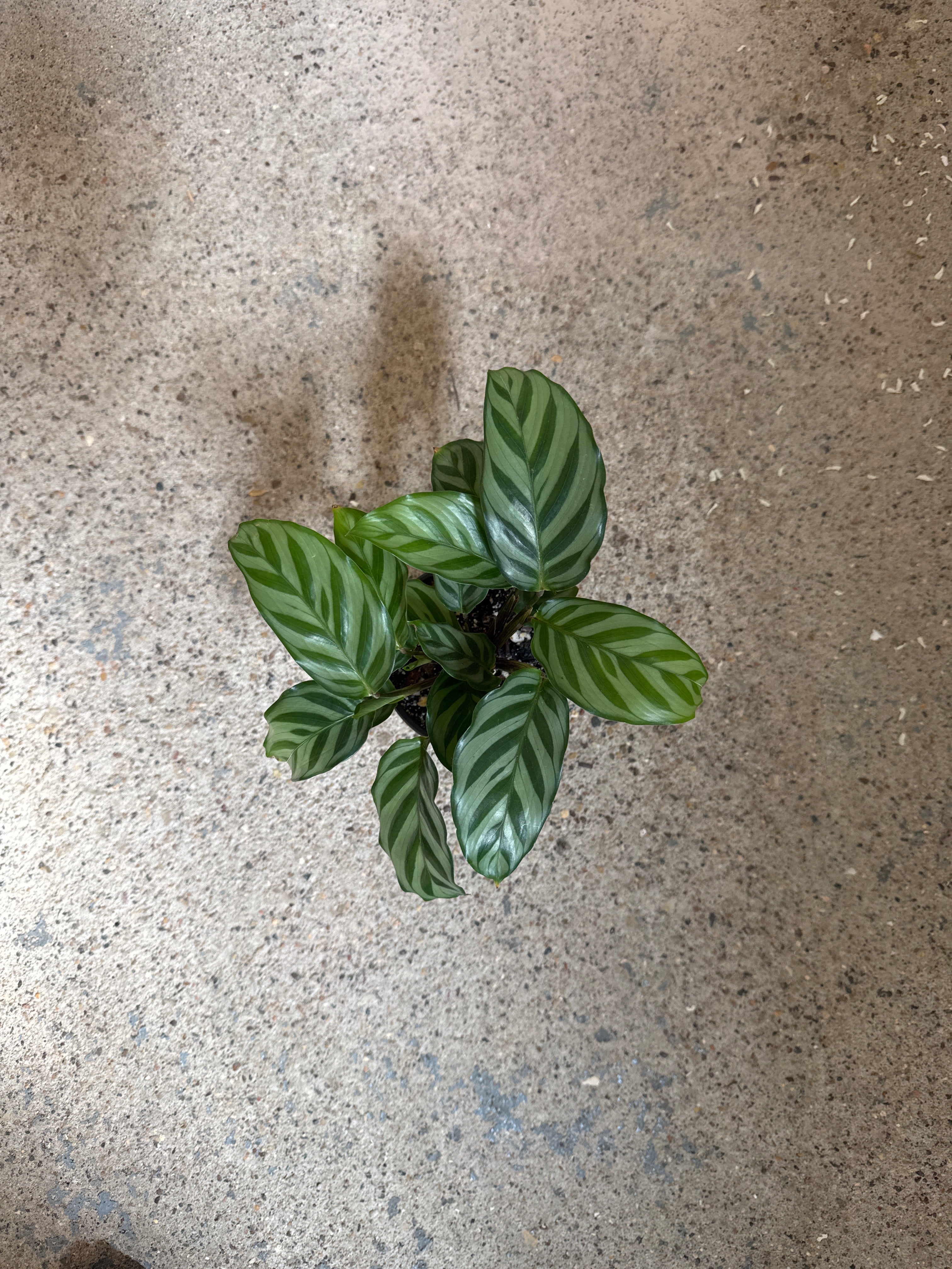 Calathea 'Freddy'