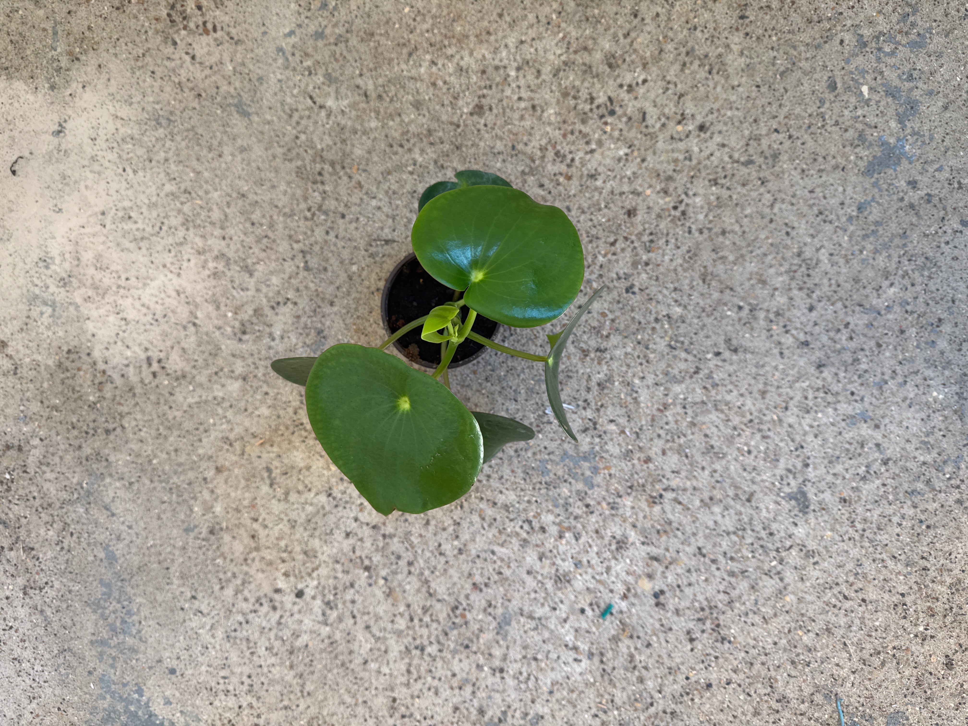 Peperomia 'Rainddrop'