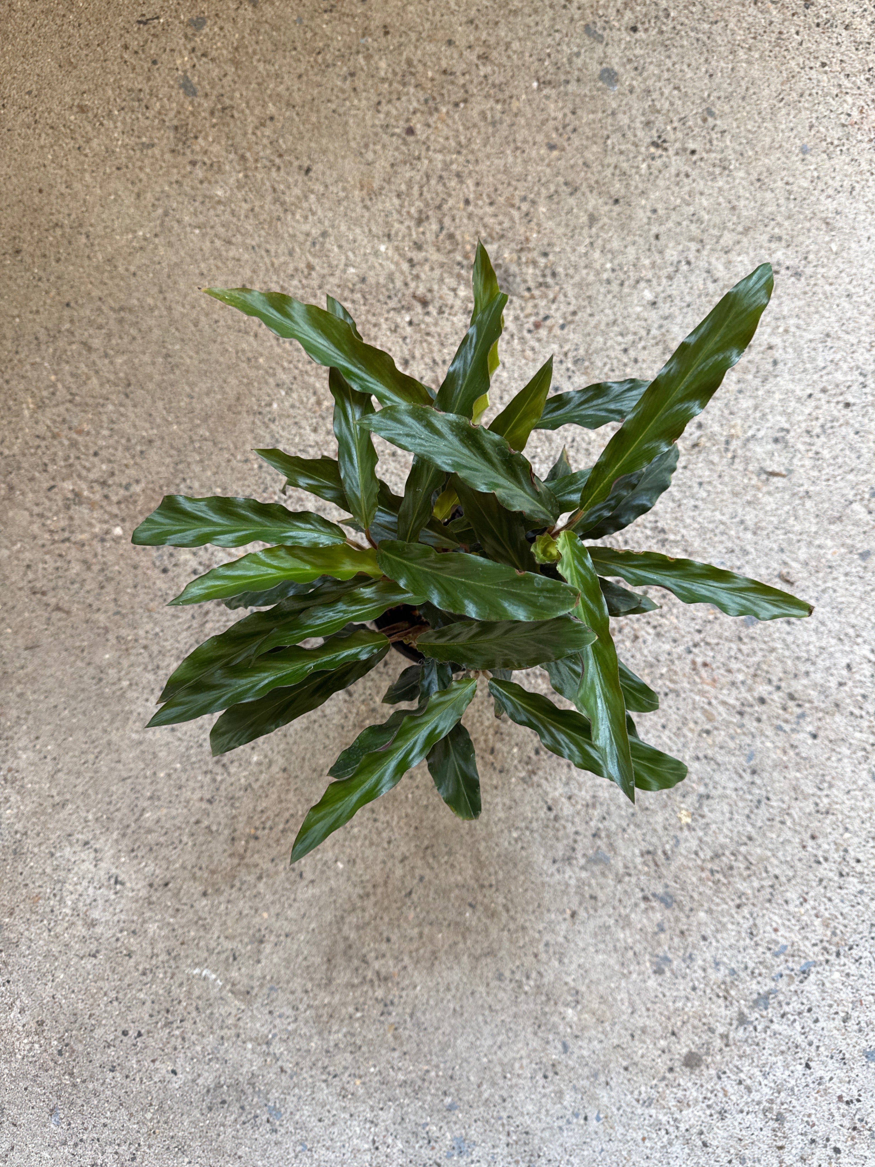 Calathea ‘Rubifarba’