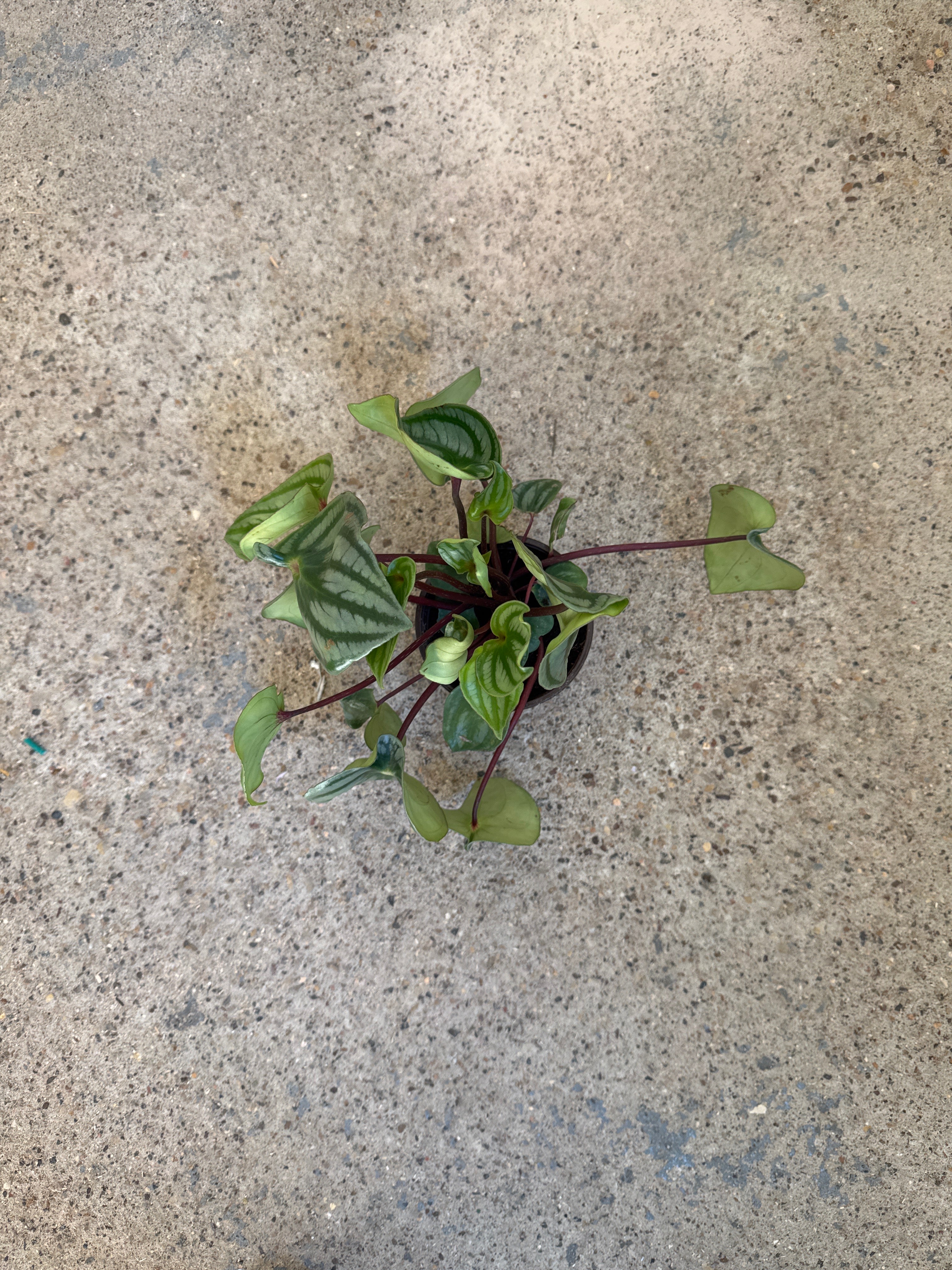Peperomia 'Watermelon'