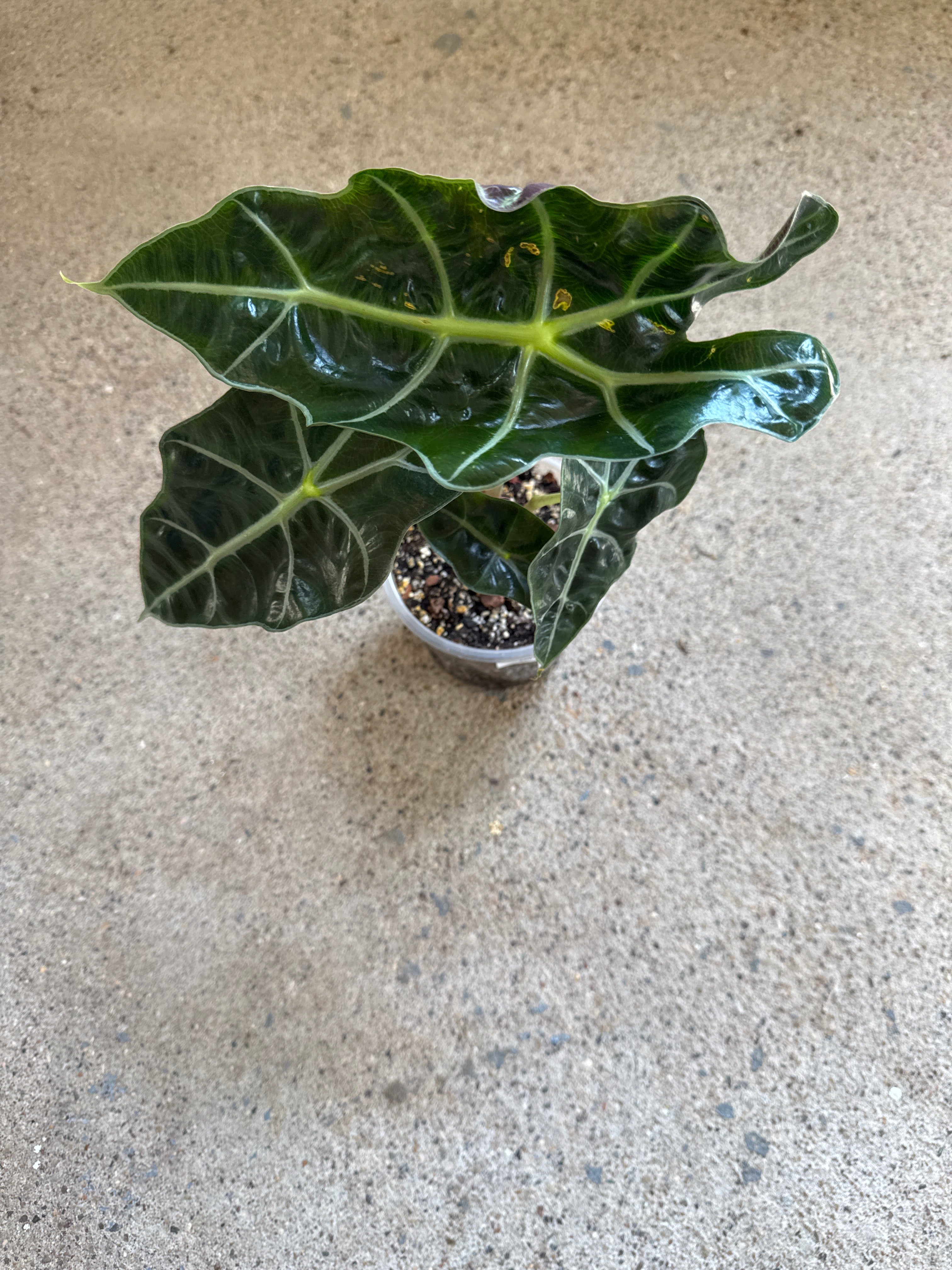 Alocasia 'Polly'