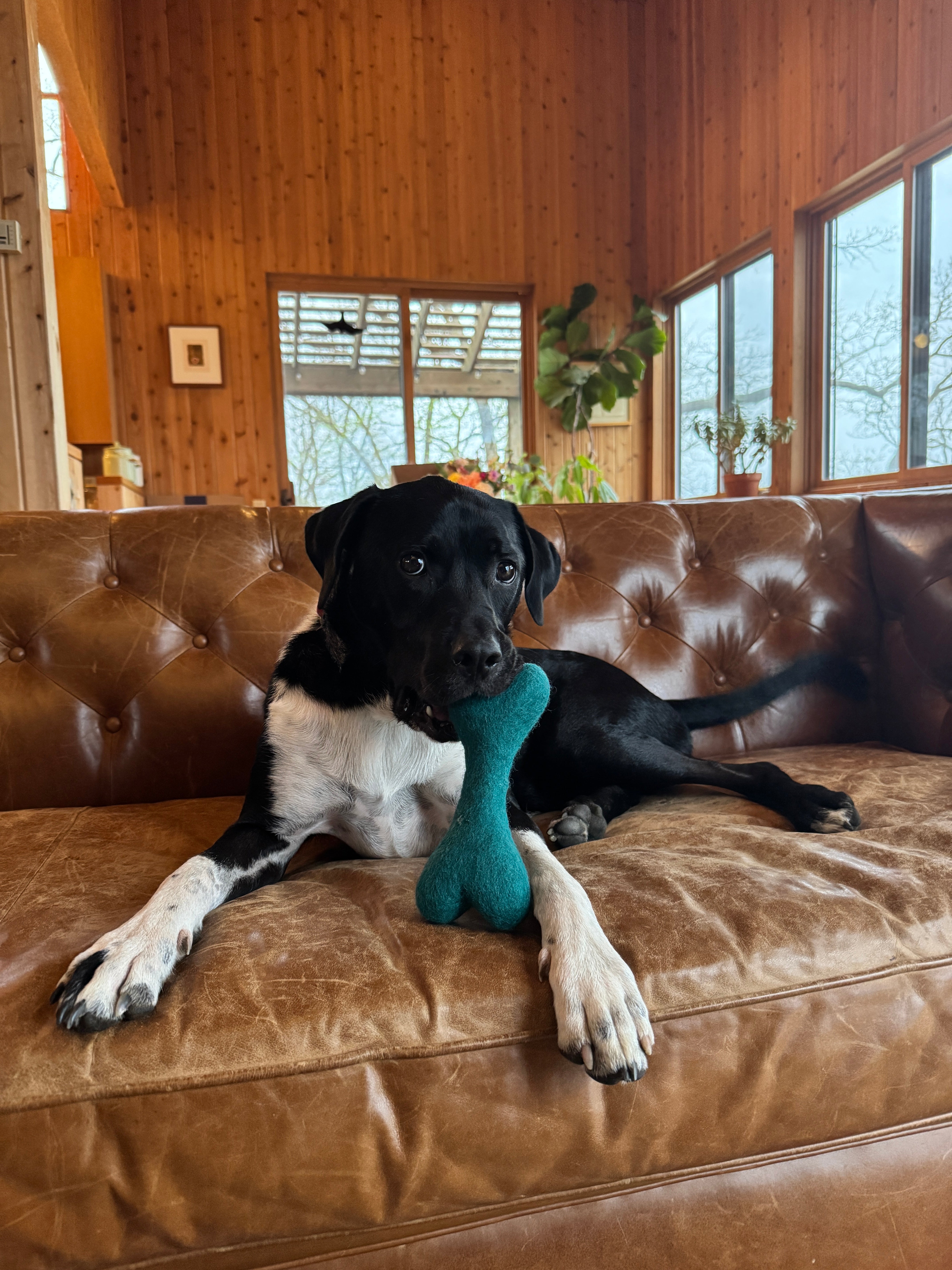 MB WOOLBONE Wool Dog Toy