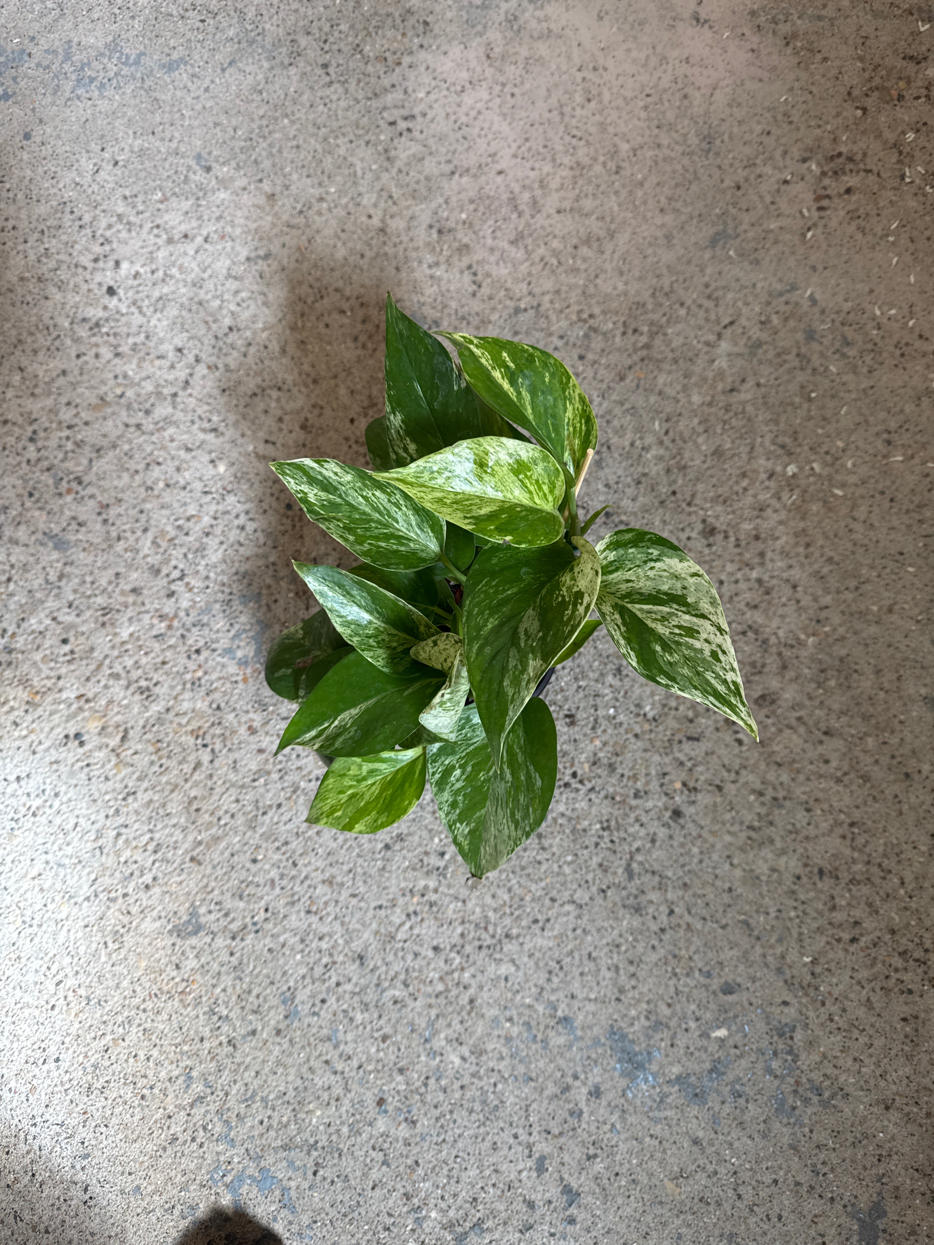 Pothos Marble Queen